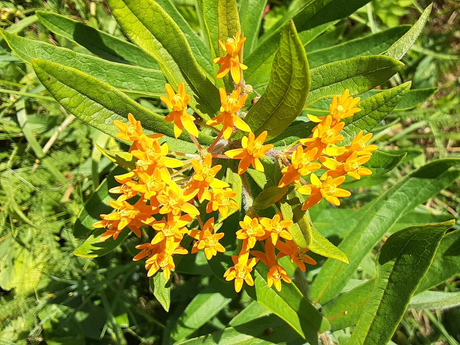 Butterfly Weed (Asclepias Tuberosa) — the Butterfly Weed forms a compact clump of erect; bright orange to yellow flowers bloom from early summer to, image 90