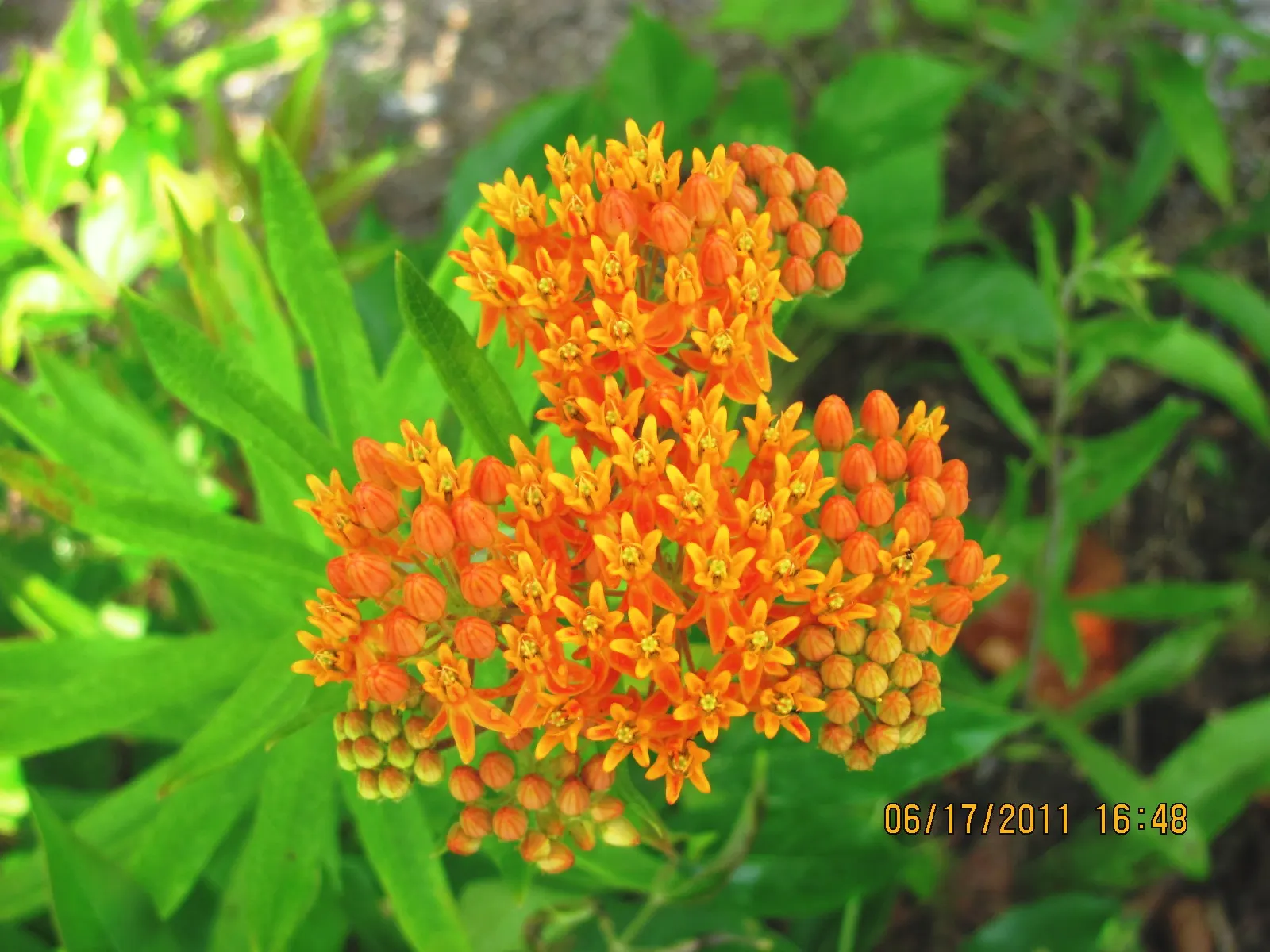 Butterfly Weed (Asclepias Tuberosa) — which typically bloom between May and September; orange to yellow flower clusters, image 139