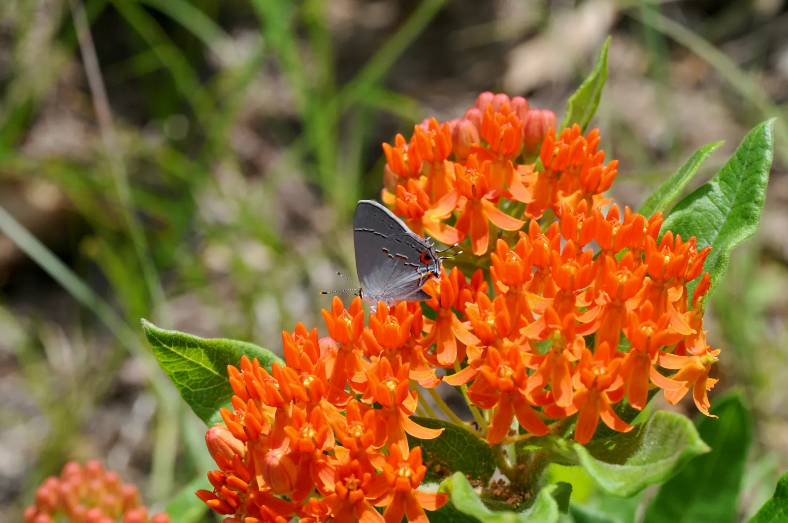 Butterfly Weed (Asclepias Tuberosa) — Ideal for borders or as a focal point in xeriscapes; commonly referred to as Butterfly Weed, image 83
