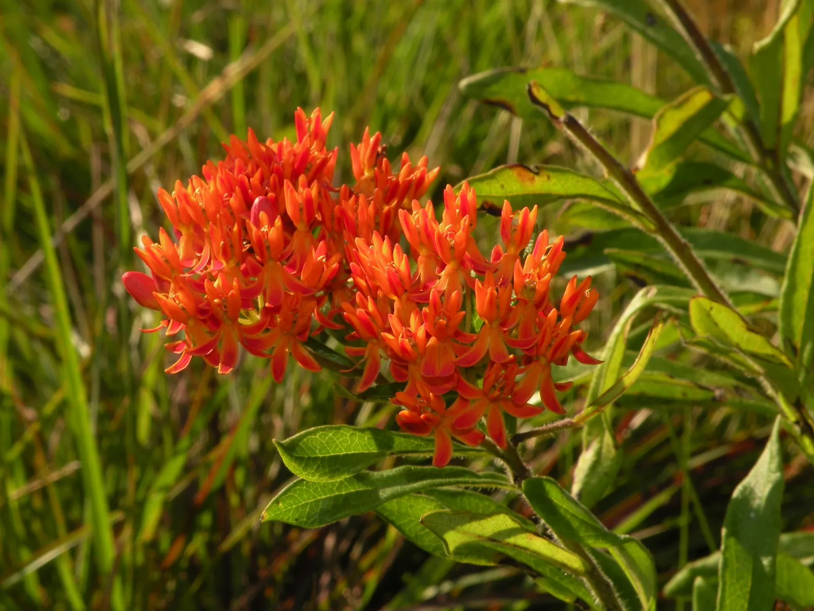 Butterfly Weed (Asclepias Tuberosa) — commonly referred to as Butterfly Weed; its lanceolate leaves are medium green and grow up to 6 inches long, image 84
