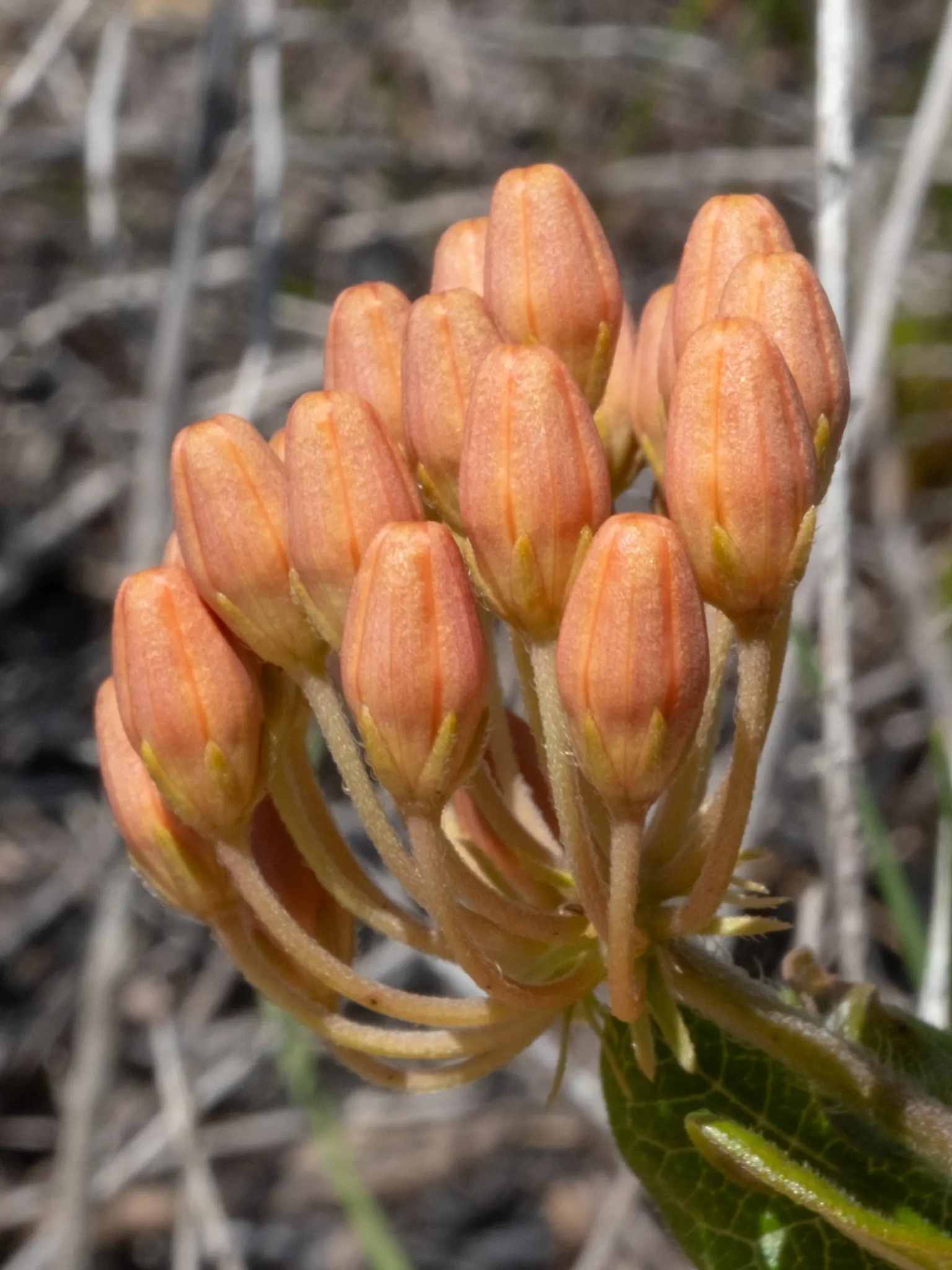 Butterfly Weed (Asclepias Tuberosa) — The flowers are nectar-rich; it is excellent for xeriscaping, image 114