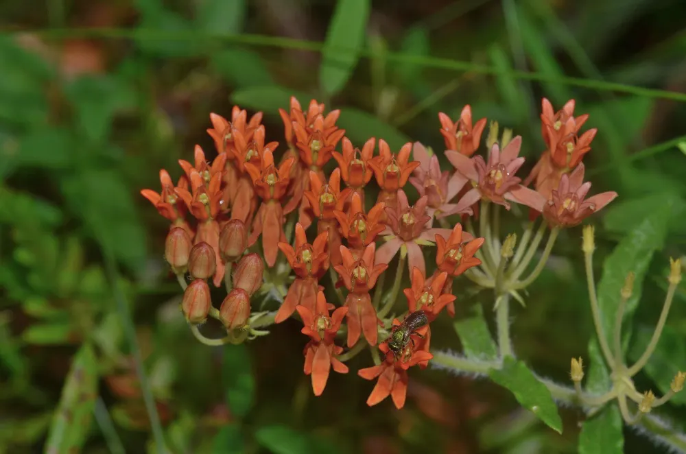 Butterfly Weed (Asclepias Tuberosa) — its flowering and attraction of pollinators are maximized in full sunlight; ideally planted in full sun, this, image 99