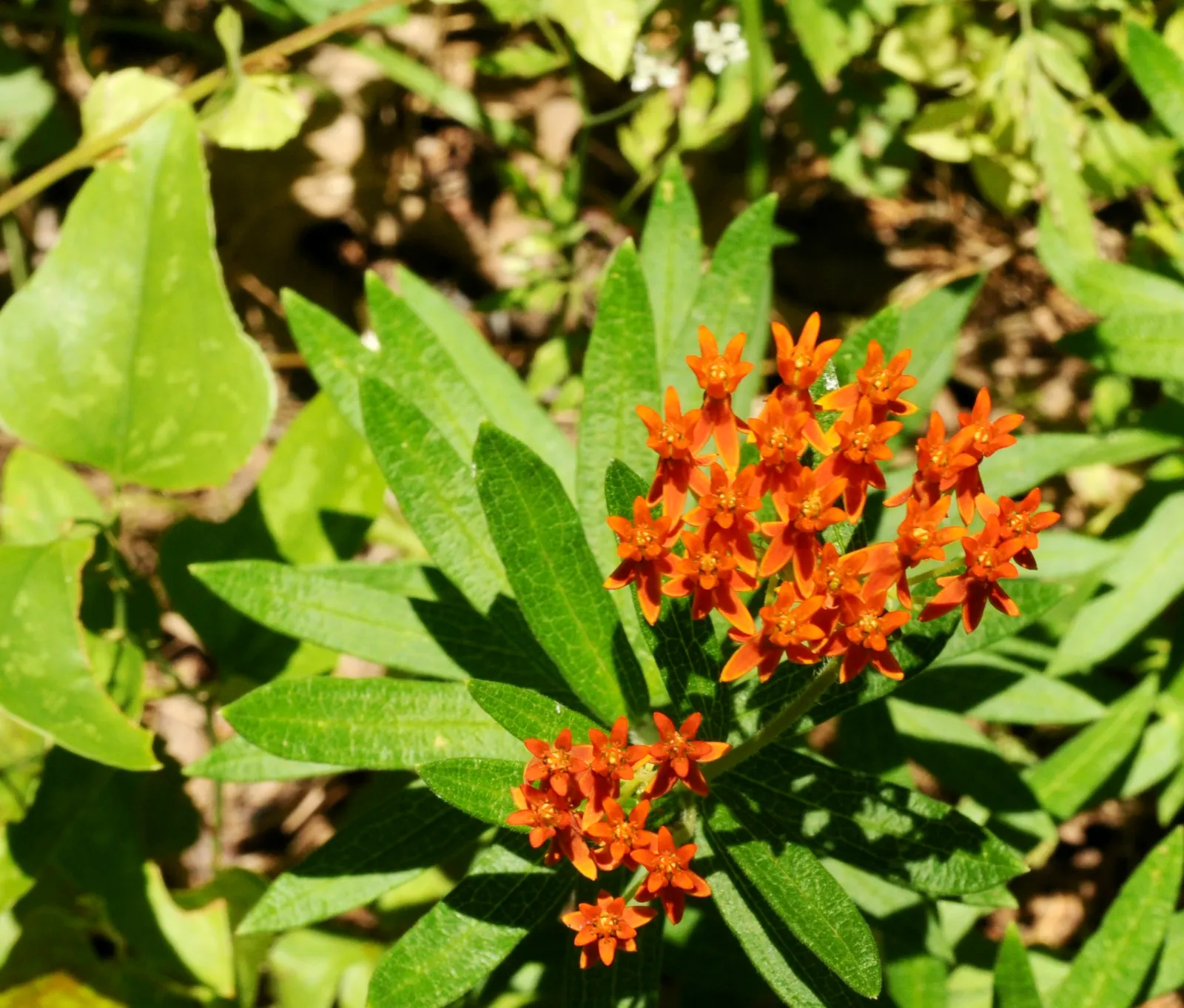 Butterfly Weed (Asclepias Tuberosa) — commonly referred to as Butterfly Weed