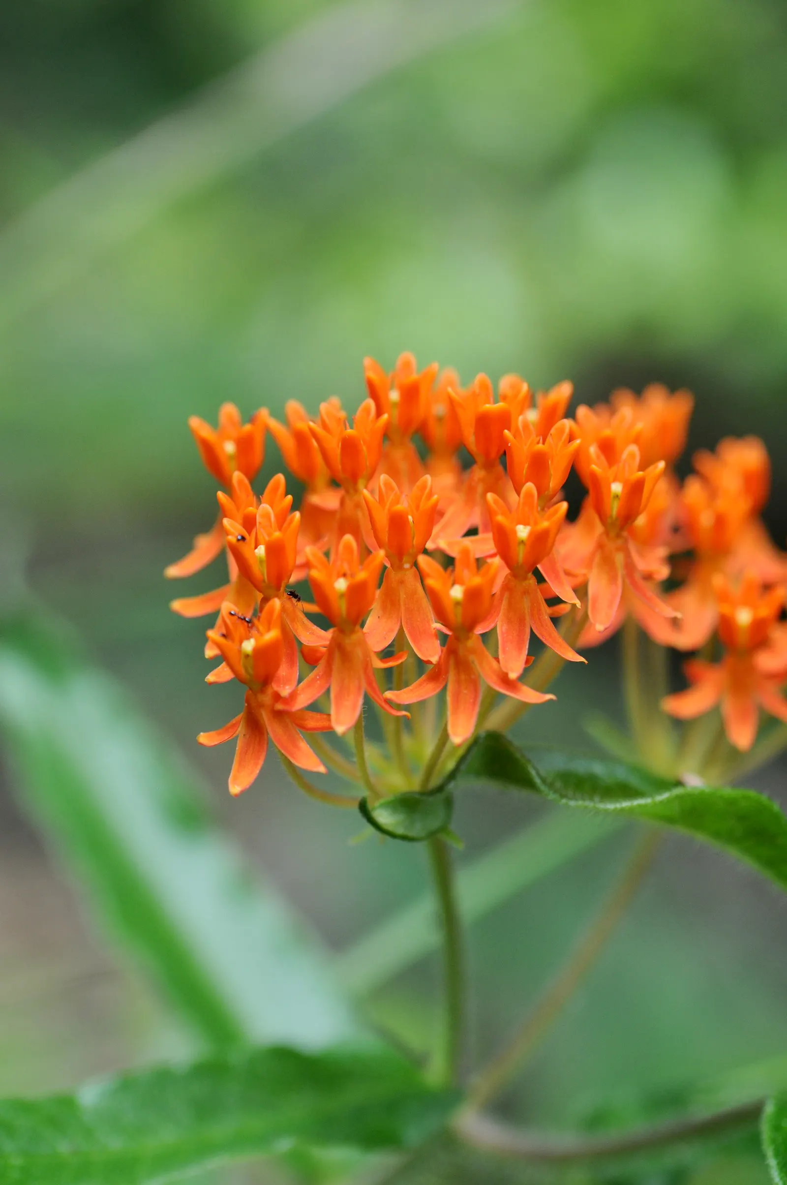Butterfly Weed (Asclepias Tuberosa) — making them an excellent magnet for butterflies; the plant's milk-like sap may cause skin irritation for some, image 89