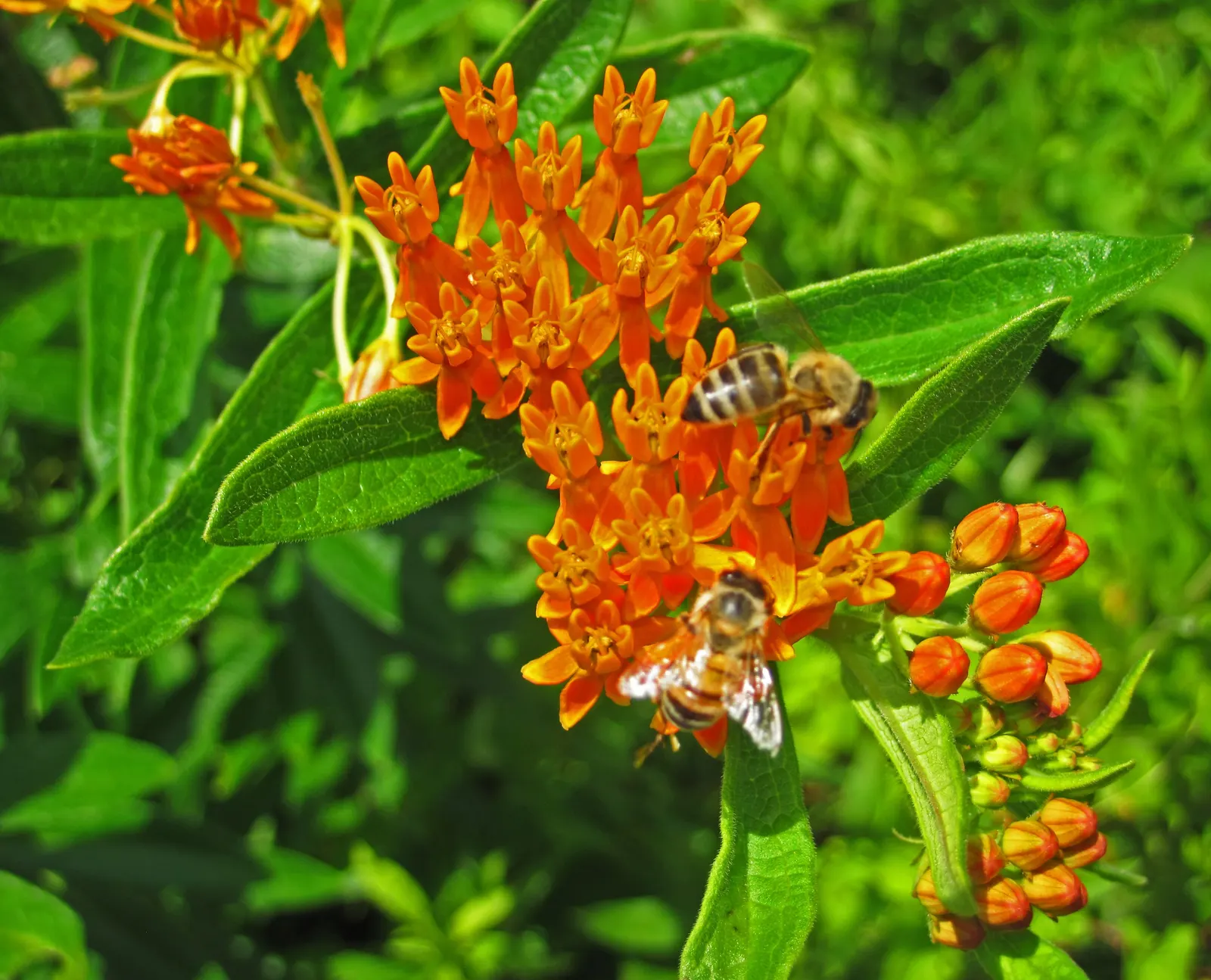 Butterfly Weed (Asclepias Tuberosa) — perennial with orange blooms; and its taproot system makes it tolerant of poor, image 103