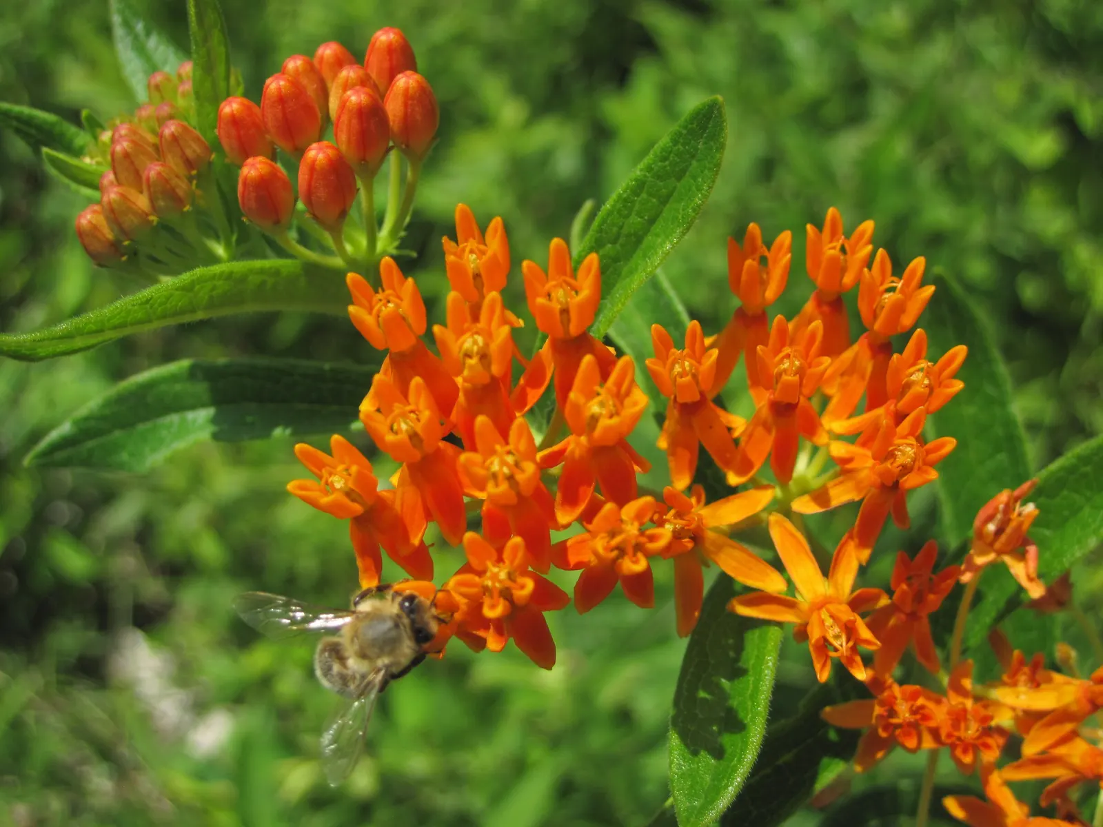 Butterfly Weed (Asclepias Tuberosa) — Thriving in full sun with well-drained soil, it stands 1-2 feet tall and 1-1.5 feet wide; making them an, image 106