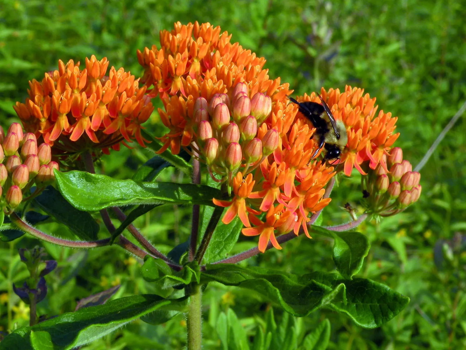 Butterfly Weed (Asclepias Tuberosa) — The flowers are nectar-rich; it is excellent for xeriscaping, image 140