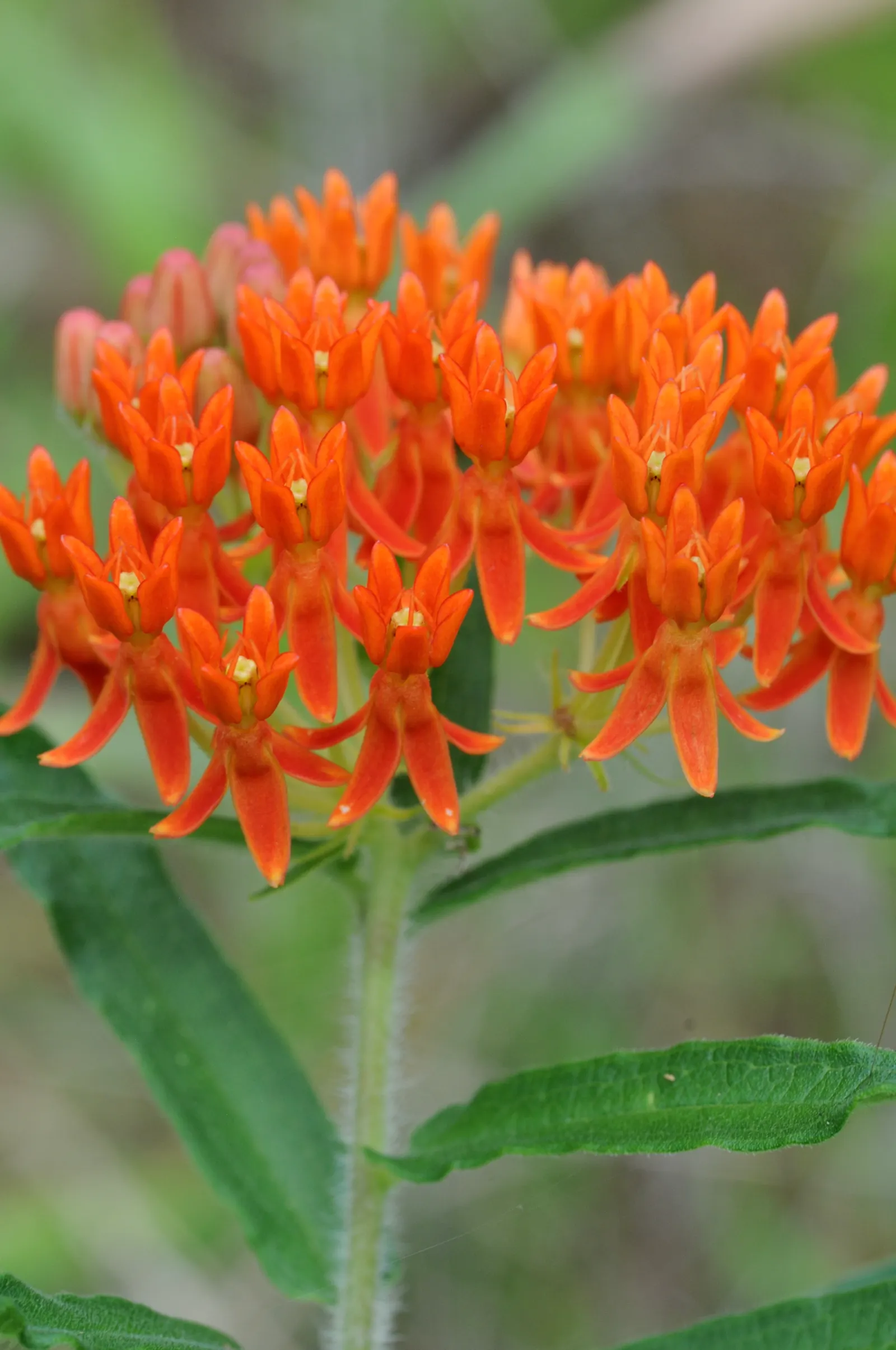 Butterfly Weed (Asclepias Tuberosa) — the plant's milk-like sap may cause skin irritation for some; its flowering and attraction of pollinators are, image 126