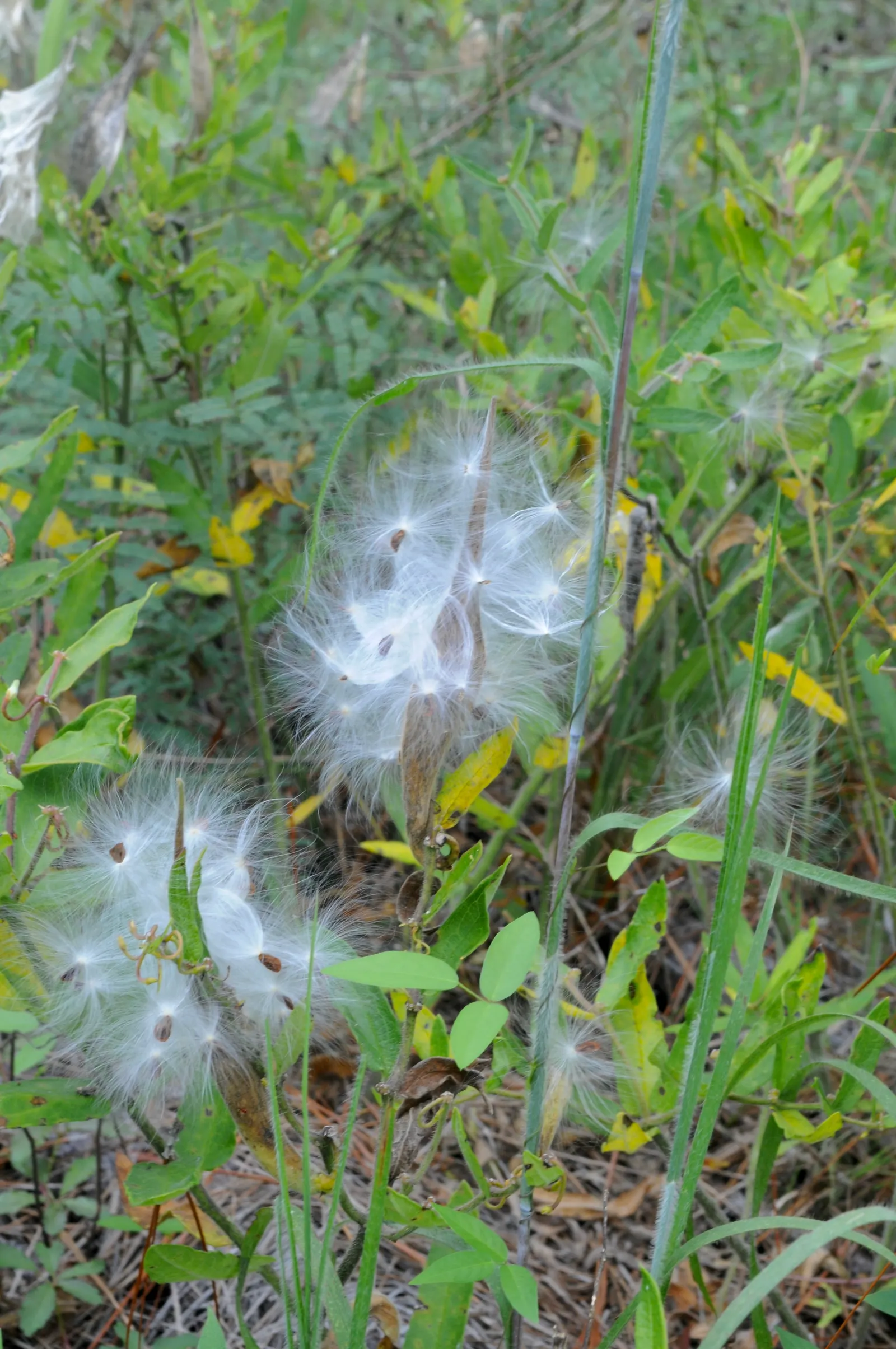 Butterfly Weed (Asclepias Tuberosa) — Thriving in full sun with well-drained soil, it stands 1-2 feet tall and 1-1.5 feet wide; making them an, image 80
