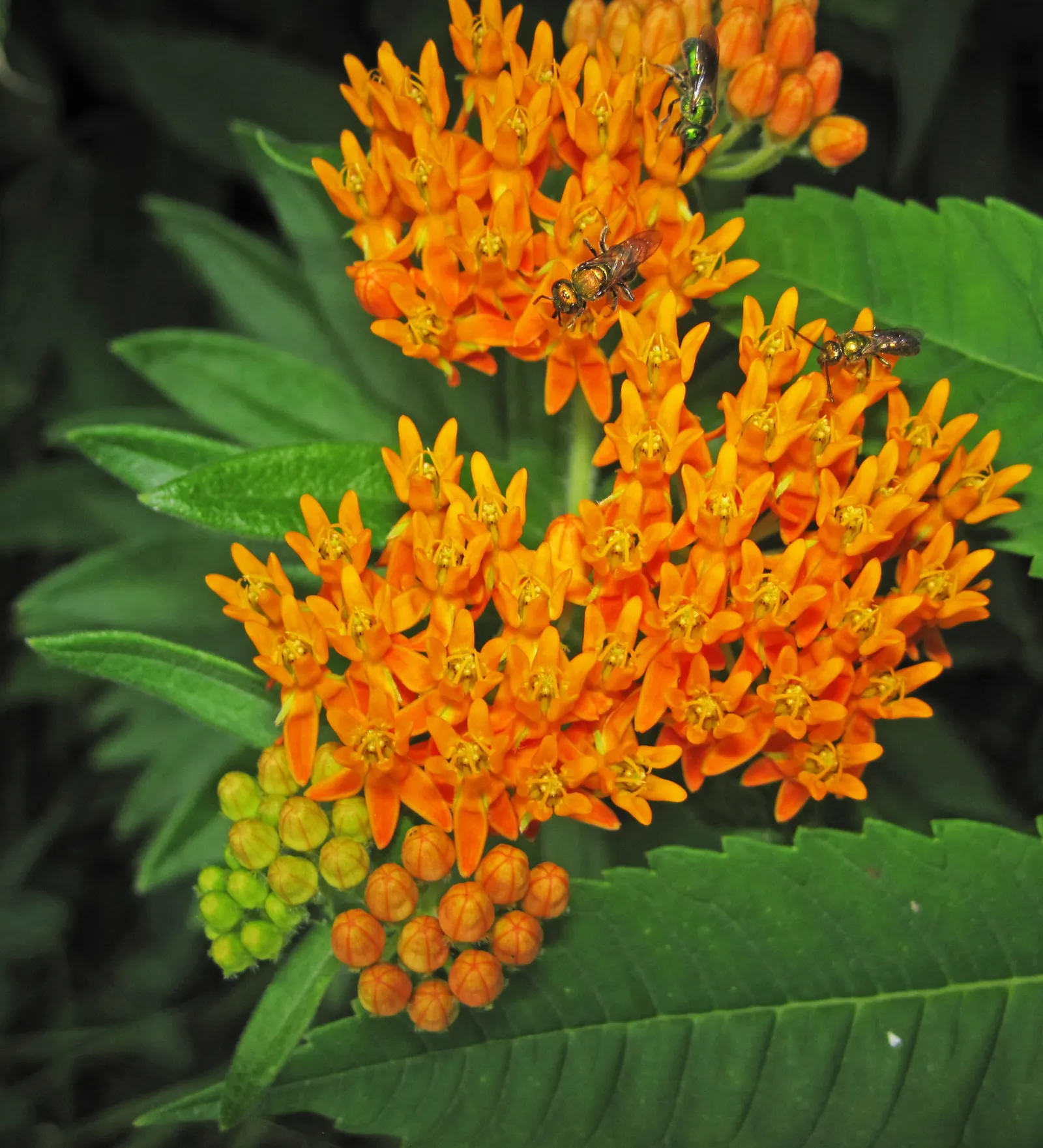 Butterfly Weed (Asclepias Tuberosa) — Butterfly Weed (Asclepias tuberosa) is a vibrant perennial native to the US; its drought tolerance and low, image 105