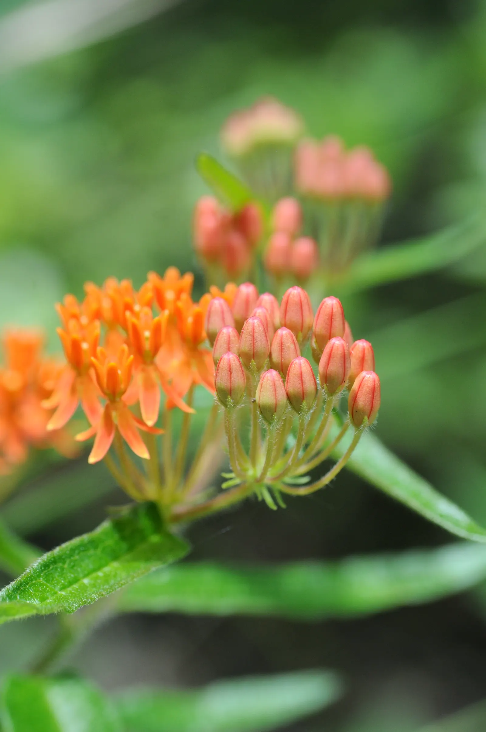 Butterfly Weed (Asclepias Tuberosa) — Bright orange to yellow flowers bloom from early summer to early fall, attracting butterflies and bees; the, image 81