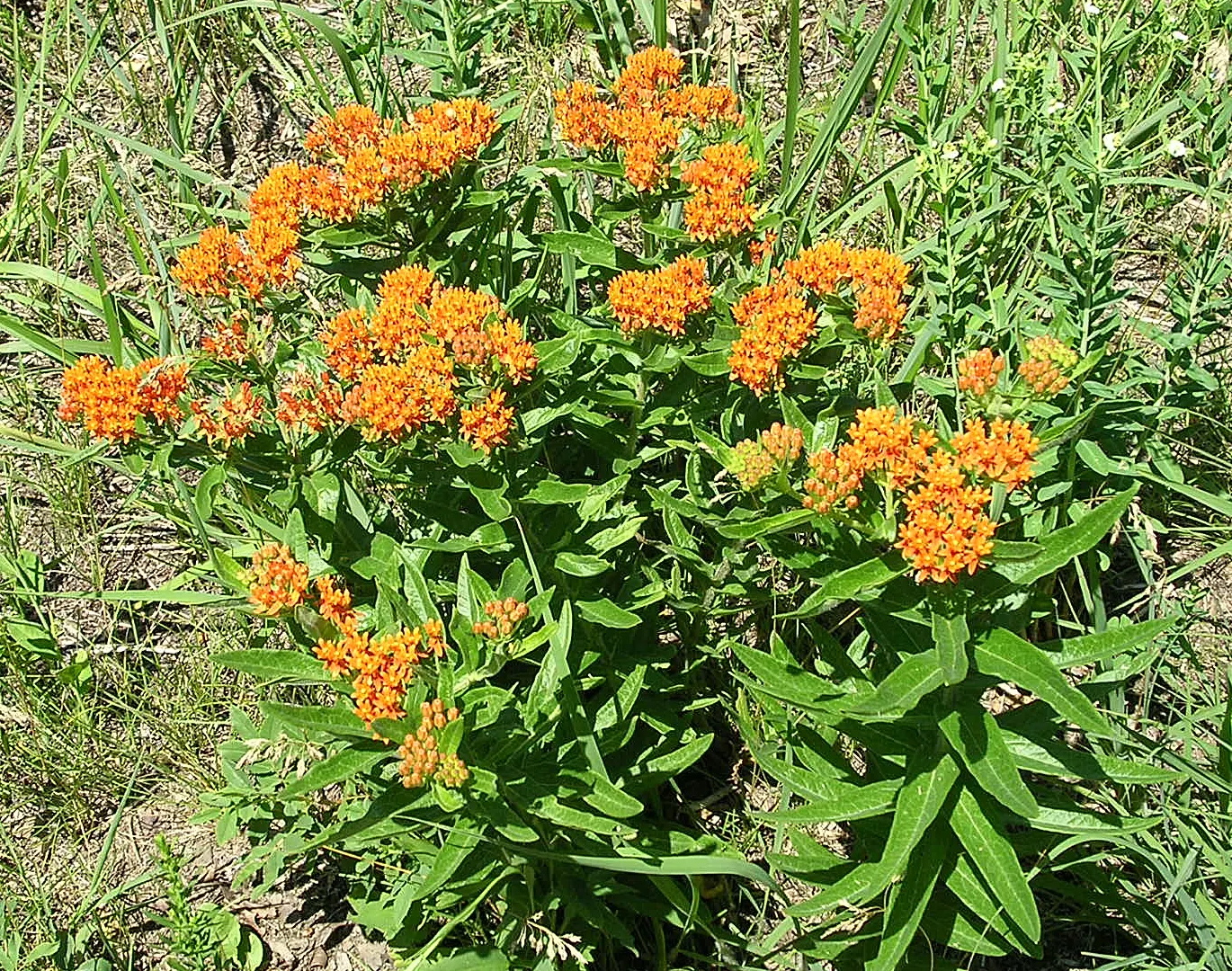 Butterfly Weed (Asclepias Tuberosa) — the plant's milk-like sap may cause skin irritation for some; its flowering and attraction of pollinators are, image 100