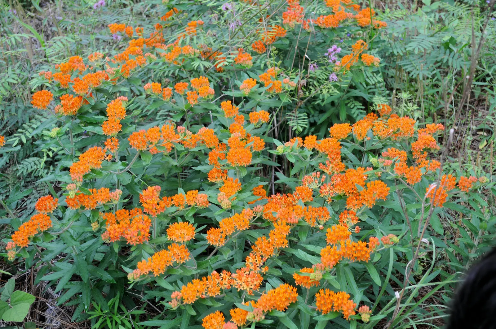 Butterfly Weed (Asclepias Tuberosa) — Ideal for borders or as a focal point in xeriscapes; commonly referred to as Butterfly Weed, image 109