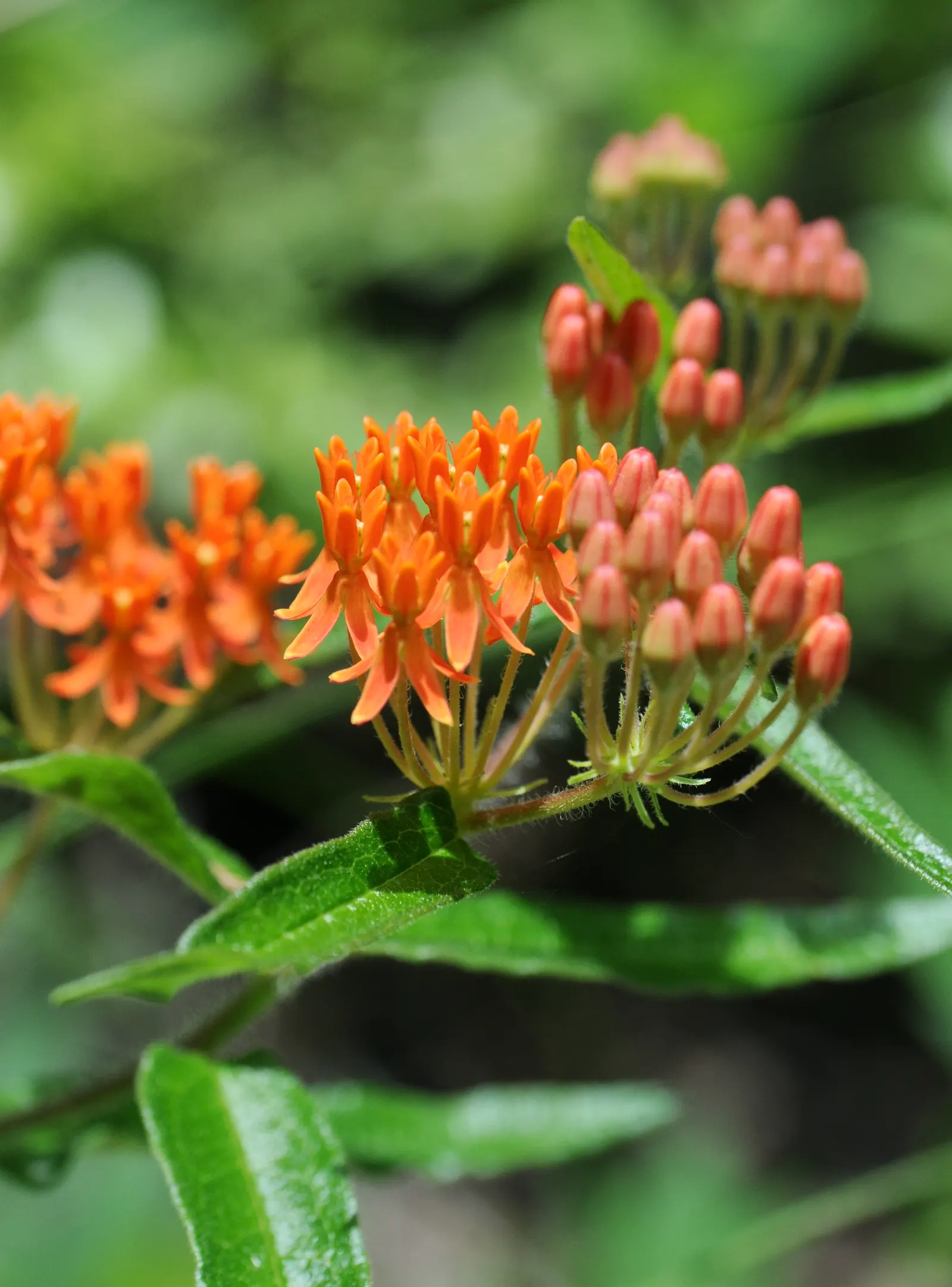 Butterfly Weed (Asclepias Tuberosa) — making them an excellent magnet for butterflies; the plant's milk-like sap may cause skin irritation for some, image 141
