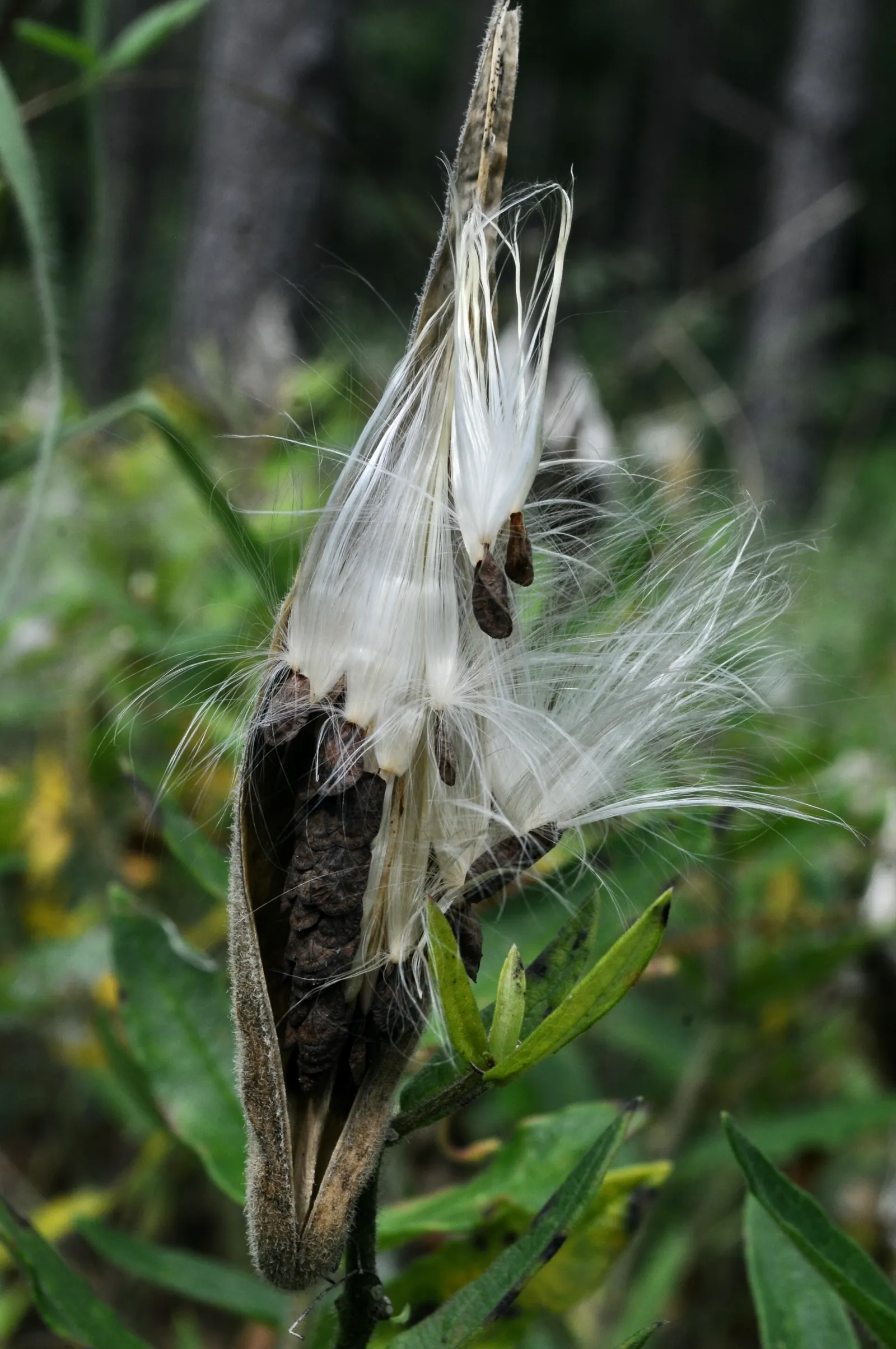 Butterfly Weed (Asclepias Tuberosa) — commonly referred to as Butterfly Weed; its lanceolate leaves are medium green and grow up to 6 inches long, image 110