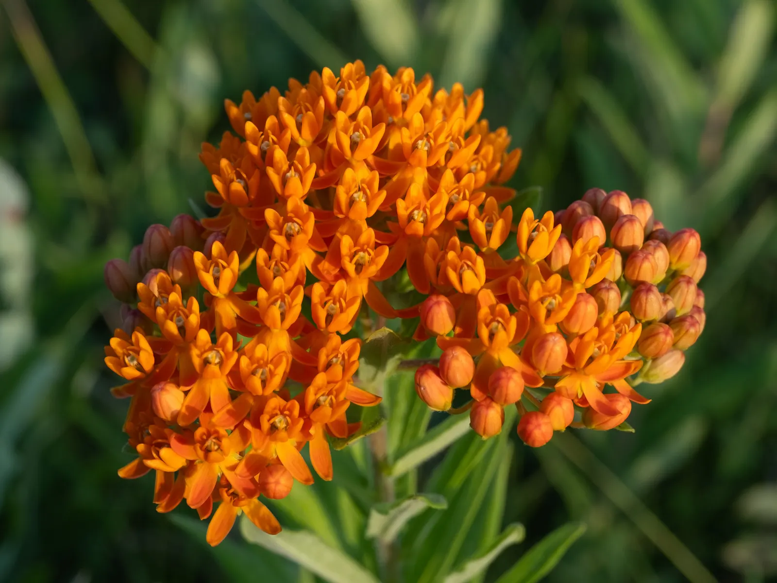 Butterfly Weed (Asclepias Tuberosa) — which typically bloom between May and September; orange to yellow flower clusters, image 113