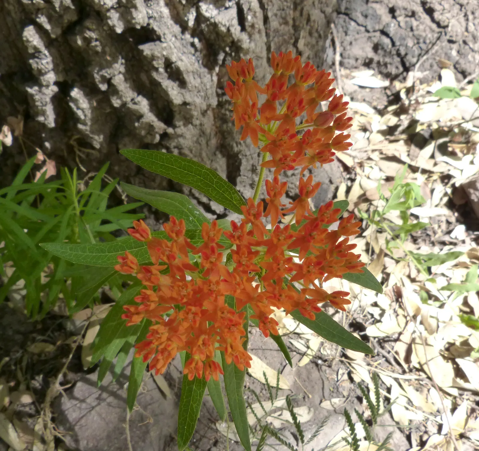 Butterfly Weed (Asclepias Tuberosa) — so placement should be considered where incidental contact is minimized; thriving in full sun with, image 127