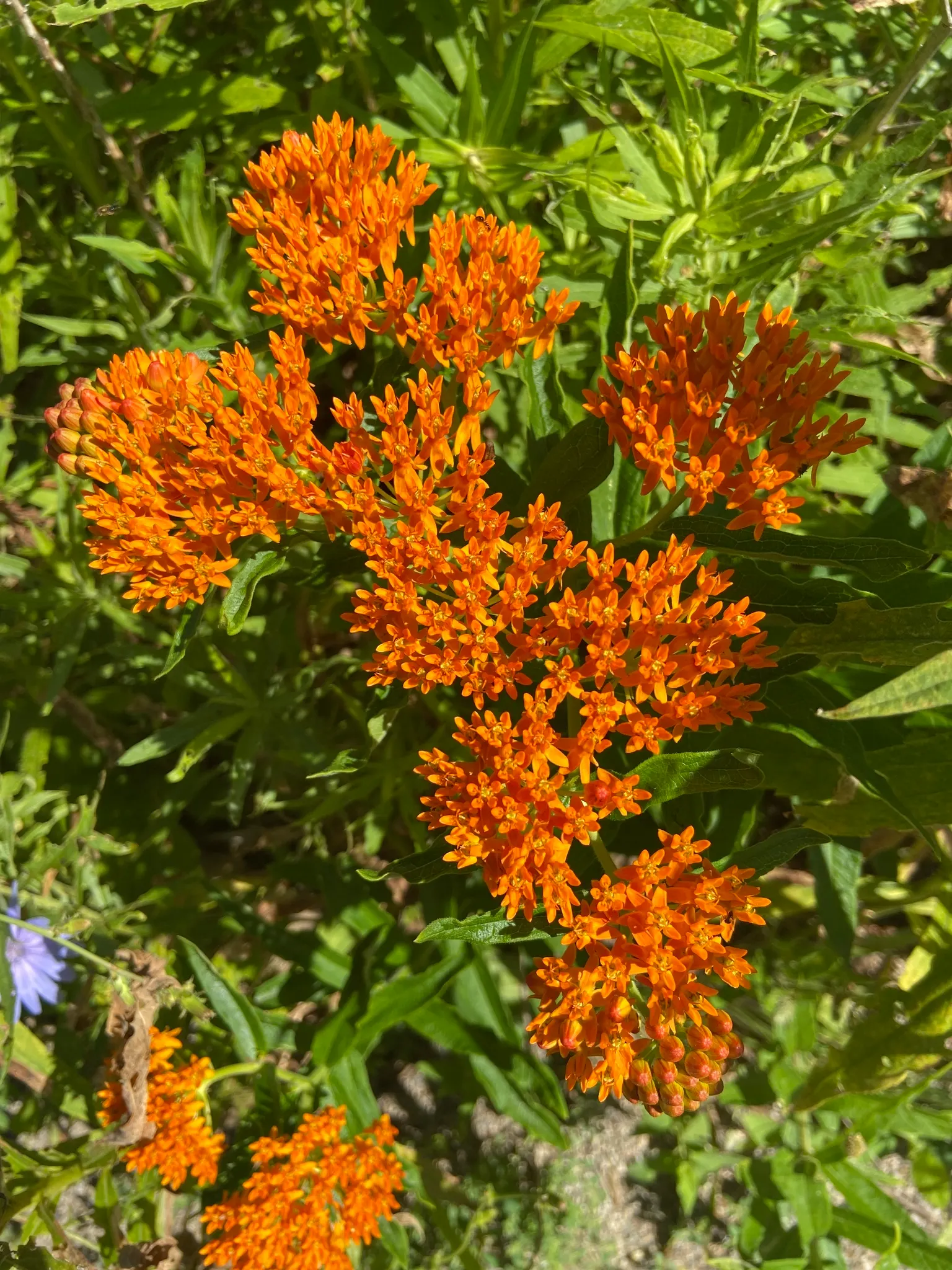 Butterfly Weed (Asclepias Tuberosa) — Its drought tolerance and low maintenance make it a garden favorite