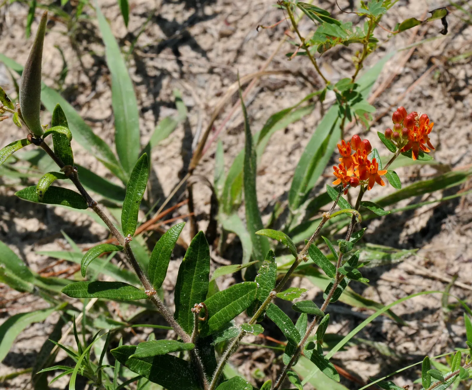 Butterfly Weed (Asclepias Tuberosa) — It's important to note that while it is tolerant of light shade; is a herbaceous perennial that is native to, image 98