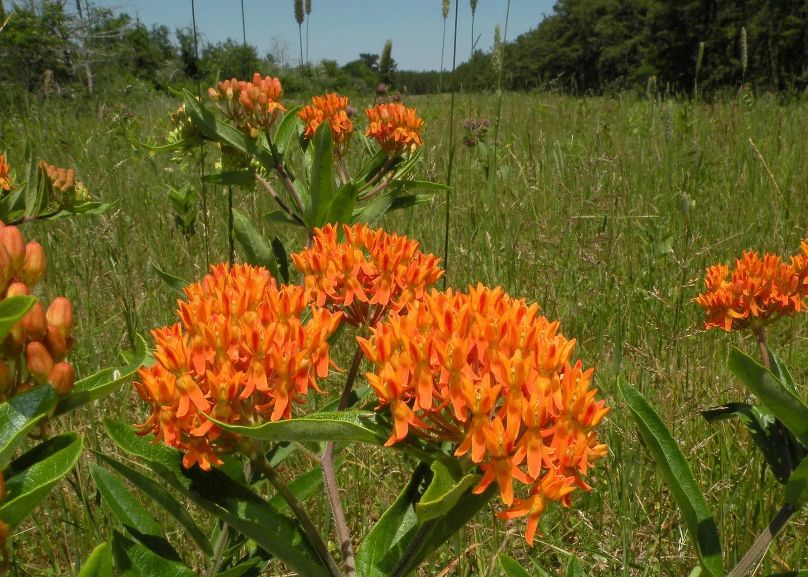 Butterfly Weed (Asclepias Tuberosa) — perennial for full; so placement should be considered where incidental contact is minimized, image 78
