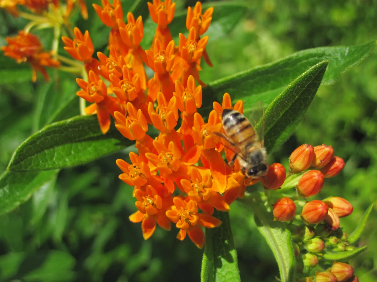 Butterfly Weed (Asclepias Tuberosa) — Its drought tolerance and low maintenance make it a garden favorite; perennial with orange blooms, image 108