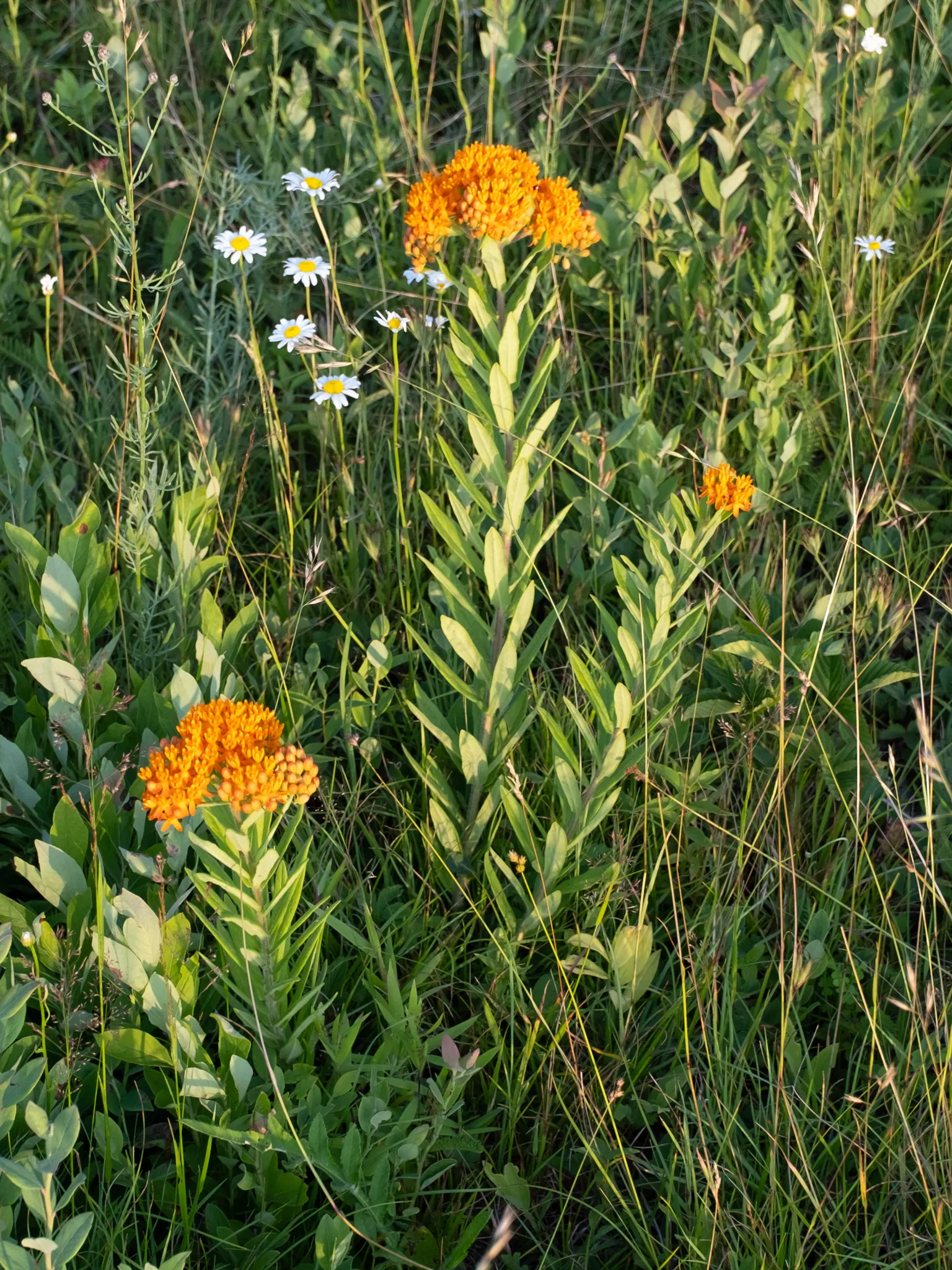 Butterfly Weed (Asclepias Tuberosa) — Its drought tolerance and low maintenance make it a garden favorite; perennial with orange blooms, image 134