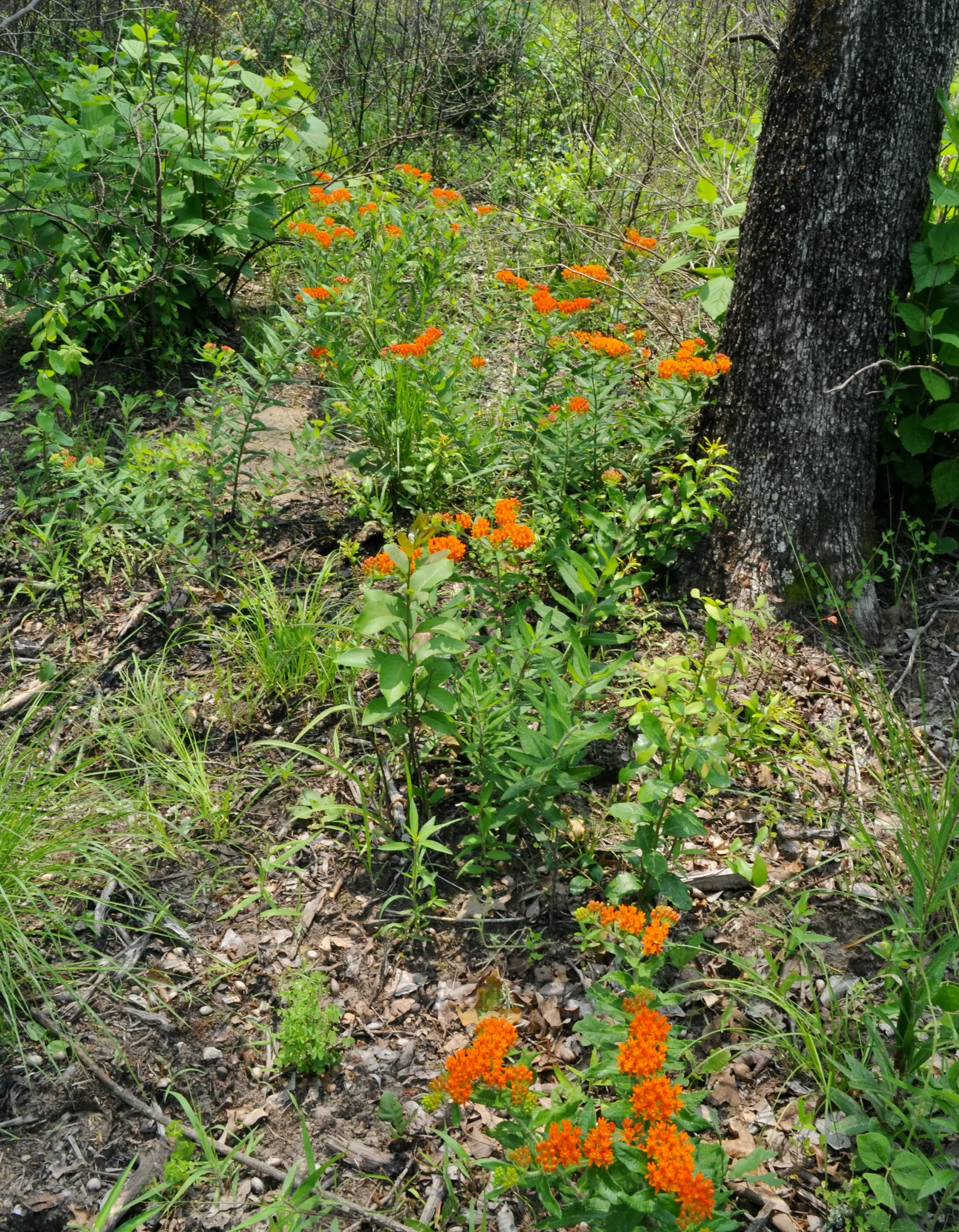 Butterfly Weed (Asclepias Tuberosa) — Butterfly Weed (Asclepias tuberosa) is a vibrant perennial native to the US; its drought tolerance and low, image 79