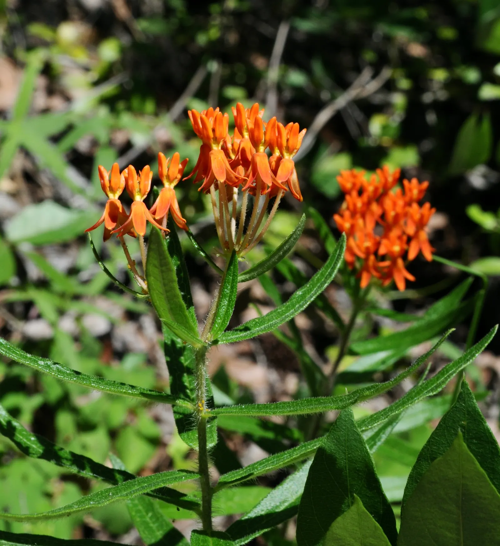 Butterfly Weed (Asclepias Tuberosa) — perennial for full