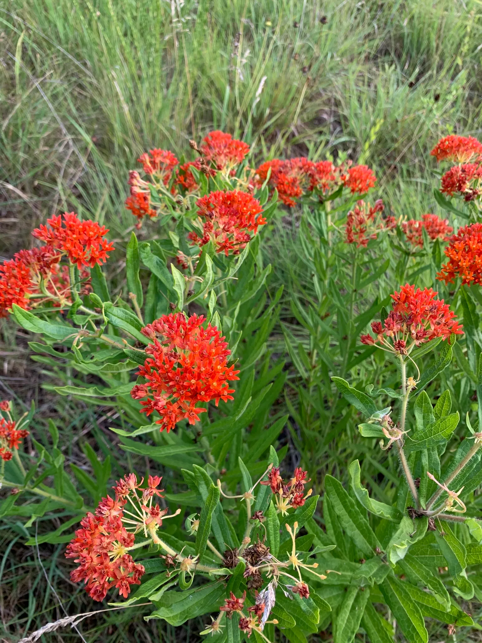 Butterfly Weed (Asclepias Tuberosa) — and its taproot system makes it tolerant of poor; ideal for borders or as a focal point in xeriscapes, image 94