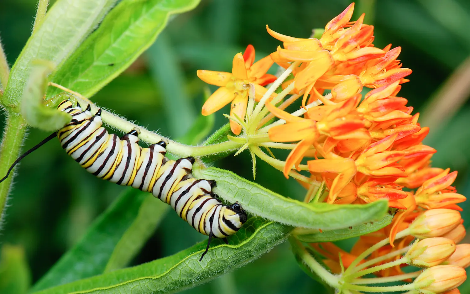 Butterfly Weed (Asclepias Tuberosa) — is a herbaceous perennial that is native to the Eastern United States; it's important to note that while it, image 137