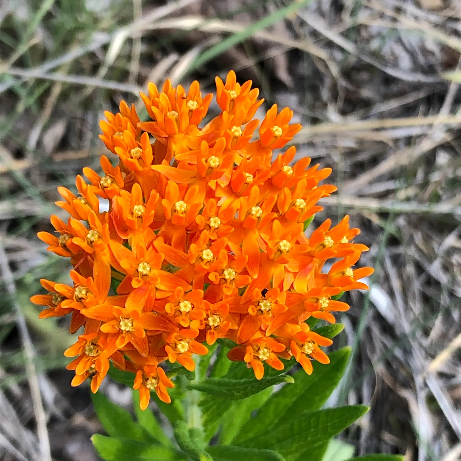 Butterfly Weed (Asclepias Tuberosa) — though this same trait can make transplantation challenging.<br><br>For landscape design purposes; the, image 95