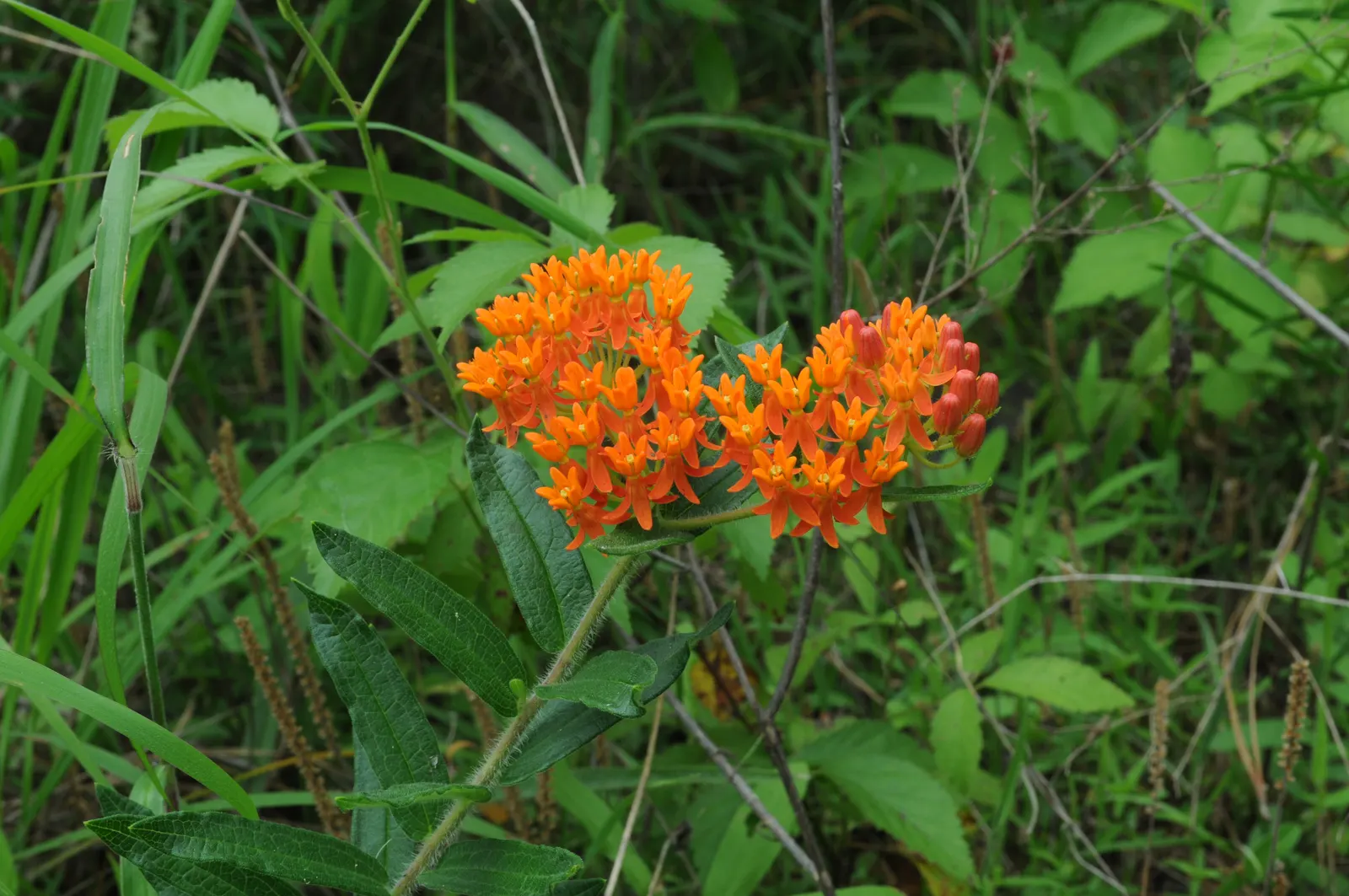 Butterfly Weed (Asclepias Tuberosa) — Its lanceolate leaves are medium green and grow up to 6 inches long; the flowers are nectar-rich, image 143