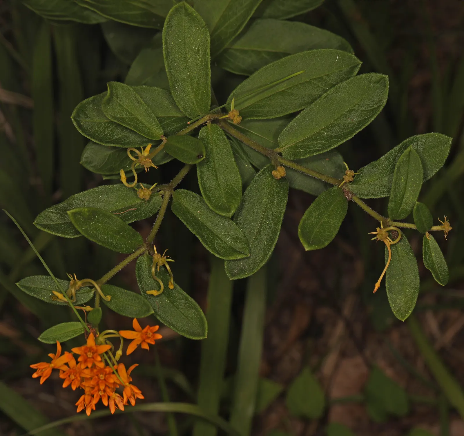 Butterfly Weed (Asclepias Tuberosa) — so placement should be considered where incidental contact is minimized; thriving in full sun with, image 101