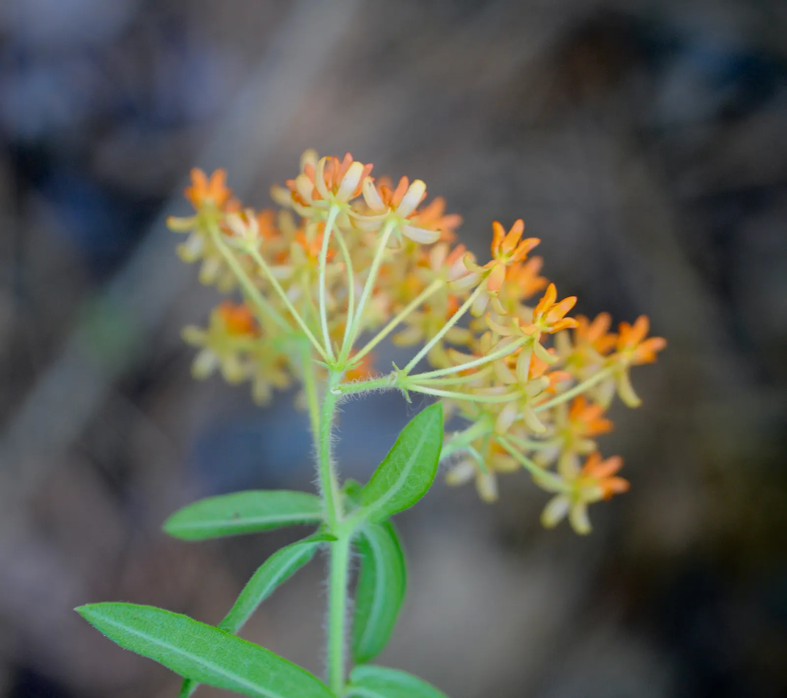 Butterfly Weed (Asclepias Tuberosa) — or as an accent in rock gardens; perennial for full, image 97