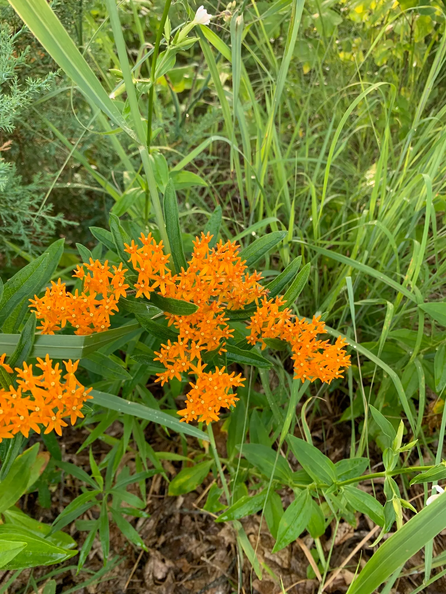 Butterfly Weed (Asclepias Tuberosa) — Ideal for borders or as a focal point in xeriscapes