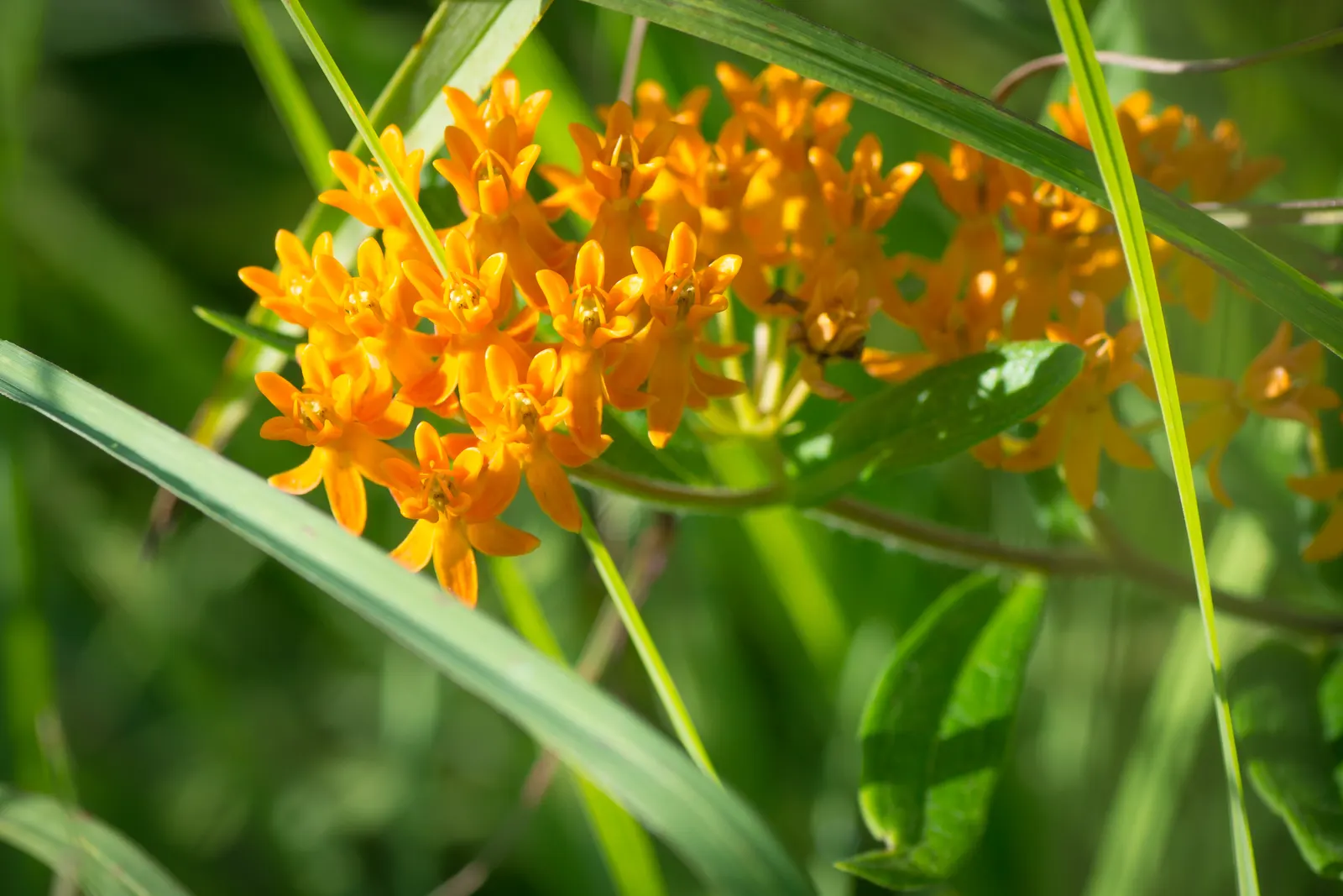 Butterfly Weed (Asclepias Tuberosa) — orange flowers in the garden; which typically bloom between May and September, image 102