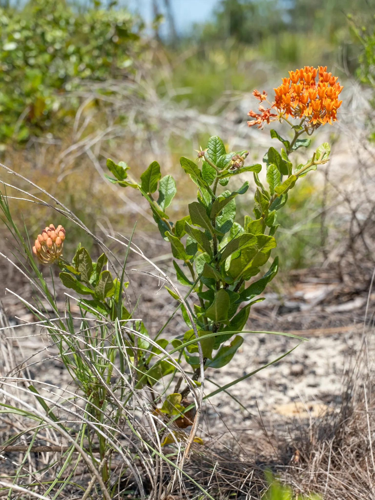 Butterfly Weed (Asclepias Tuberosa) — or as an accent in rock gardens; perennial for full, image 123