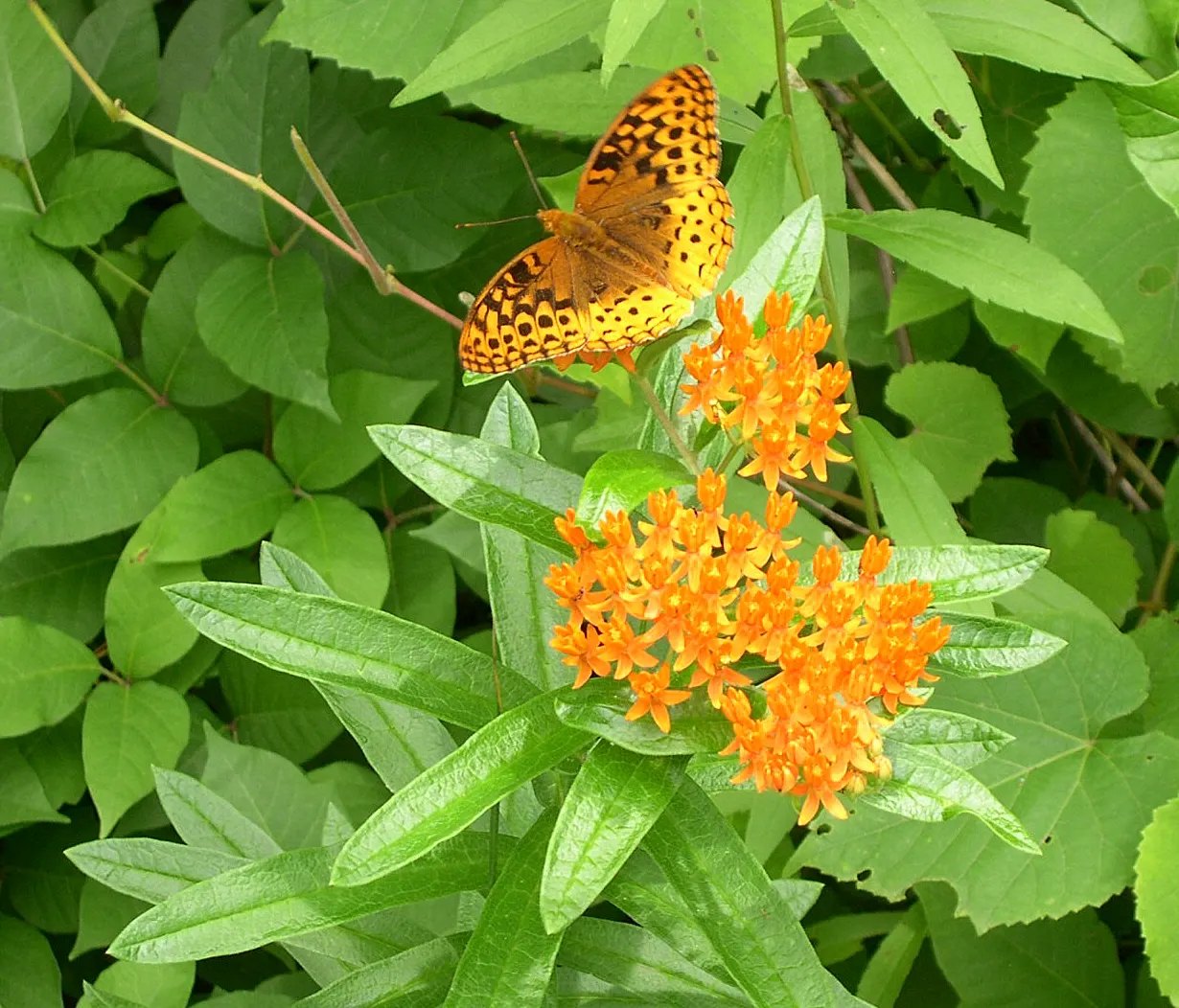 Butterfly Weed (Asclepias Tuberosa) — Bright orange to yellow flowers bloom from early summer to early fall, attracting butterflies and bees; the, image 107