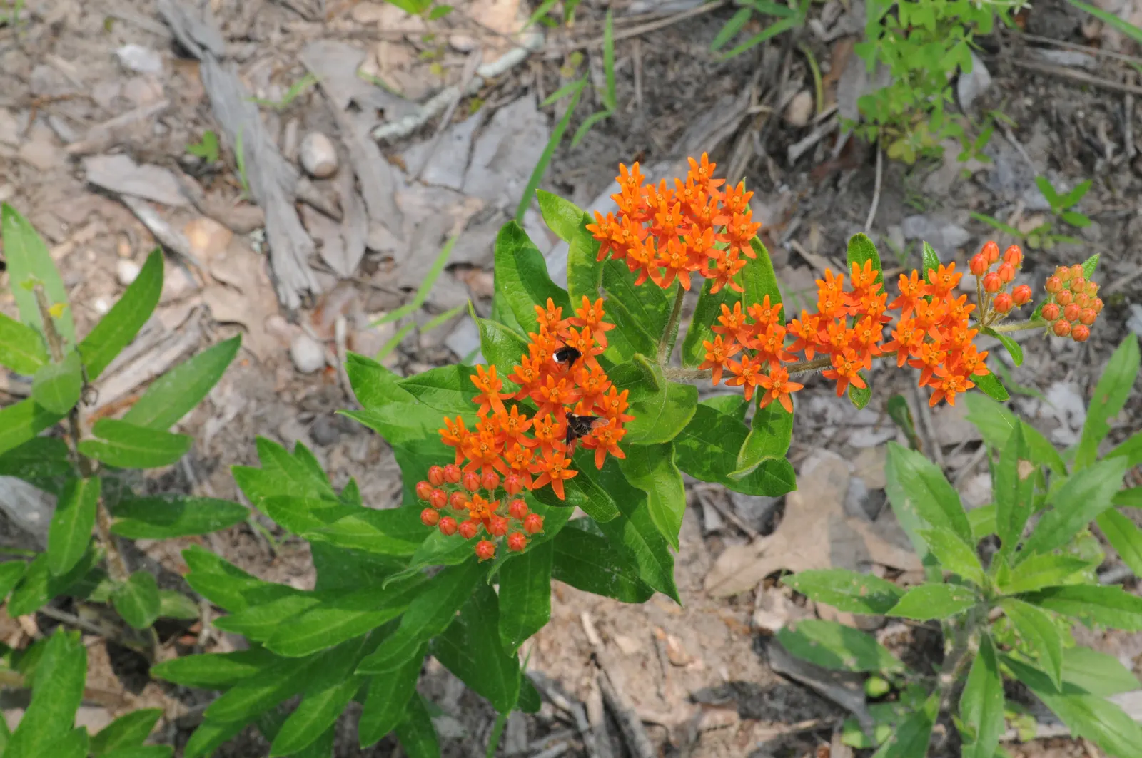 Butterfly Weed (Asclepias Tuberosa) — Its drought tolerance and low maintenance make it a garden favorite; perennial with orange blooms, image 82