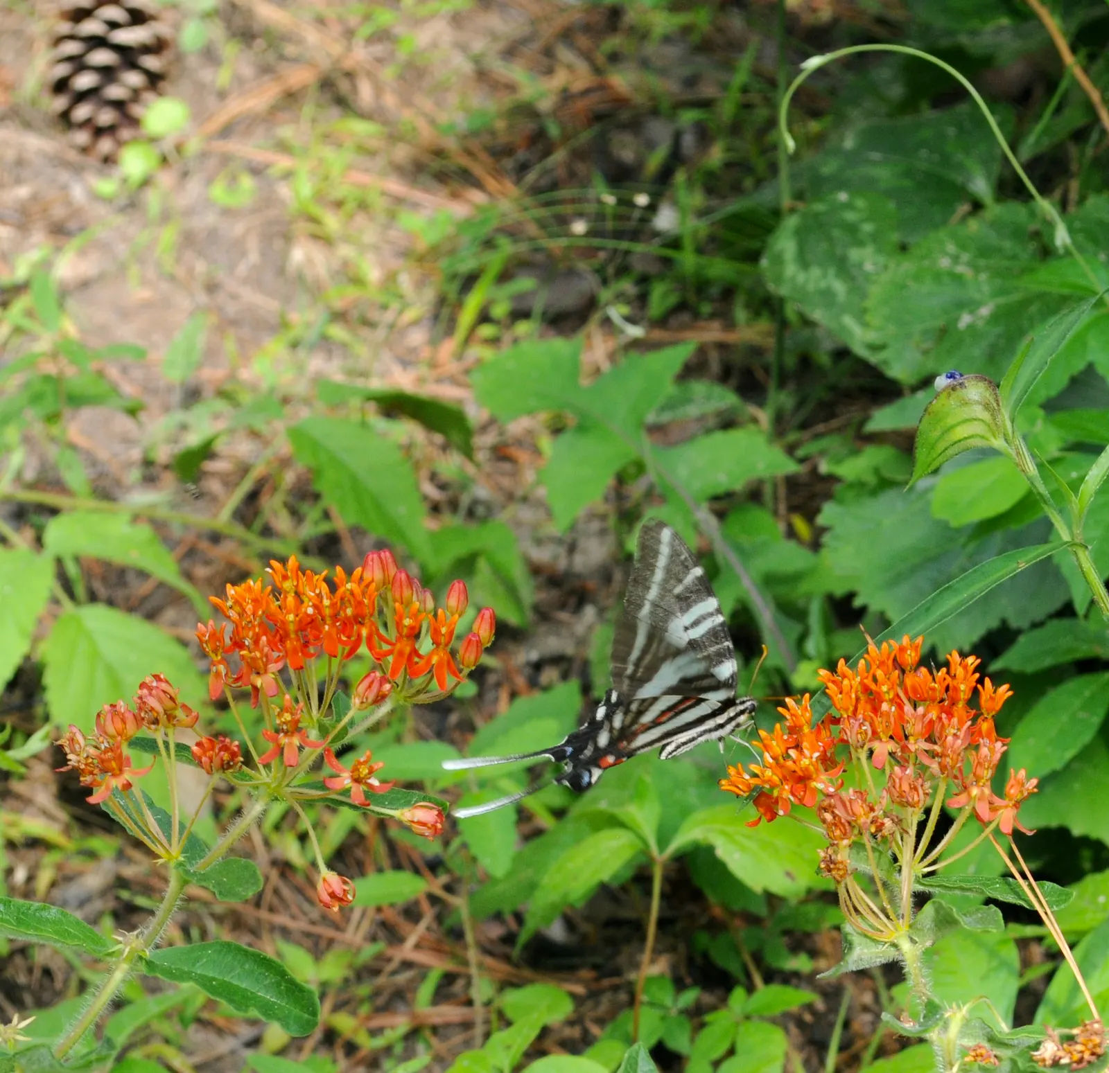 Butterfly Weed (Asclepias Tuberosa) — It's important to note that while it is tolerant of light shade; is a herbaceous perennial that is native to, image 124