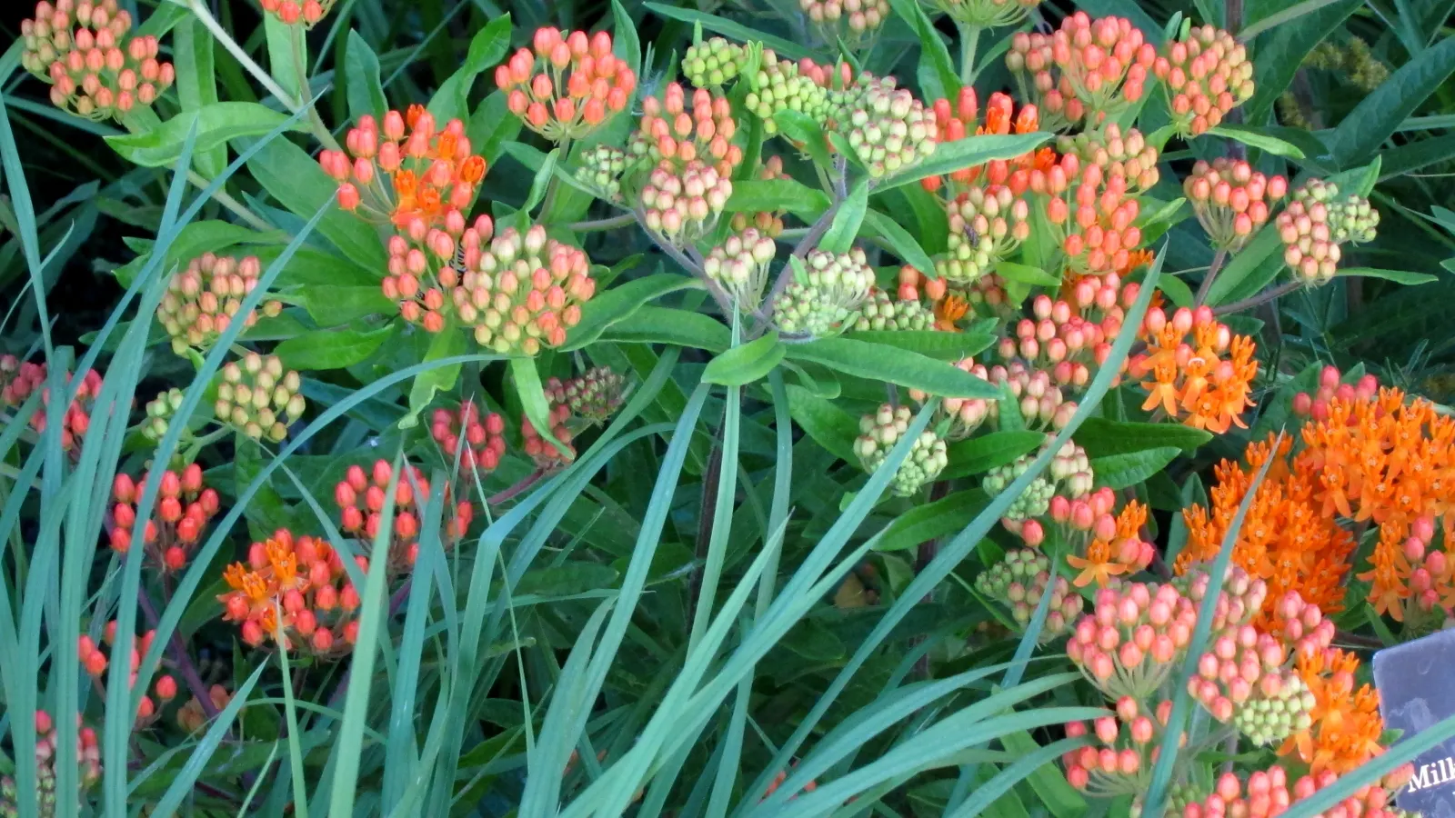 Butterfly Weed (Asclepias Tuberosa) — is a herbaceous perennial that is native to the Eastern United States; it's important to note that while it, image 111
