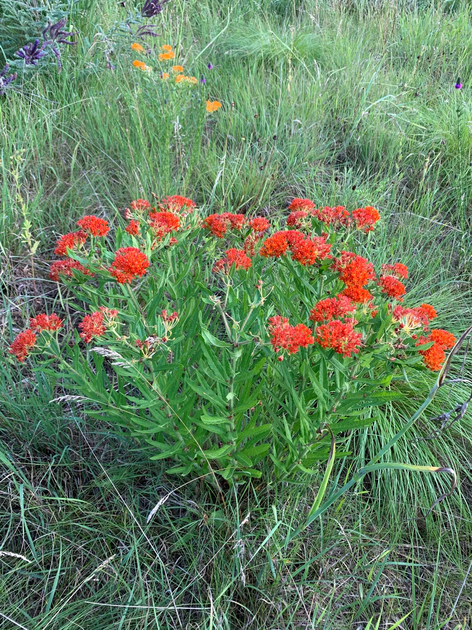 Butterfly Weed (Asclepias Tuberosa) — Its lanceolate leaves are medium green and grow up to 6 inches long; the flowers are nectar-rich, image 91