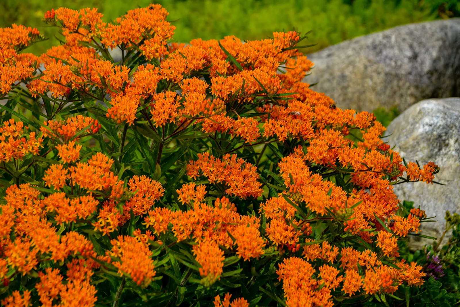 Butterfly Weed (Asclepias Tuberosa) — Butterfly Weed (Asclepias tuberosa) is a vibrant perennial native to the US
