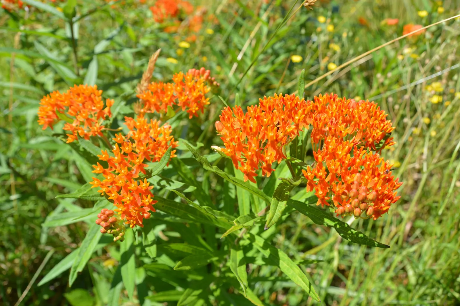 Butterfly Weed (Asclepias Tuberosa) — Ideally planted in full sun, this tough plant is drought-resistant, preferring well-drained soils; though this same trait