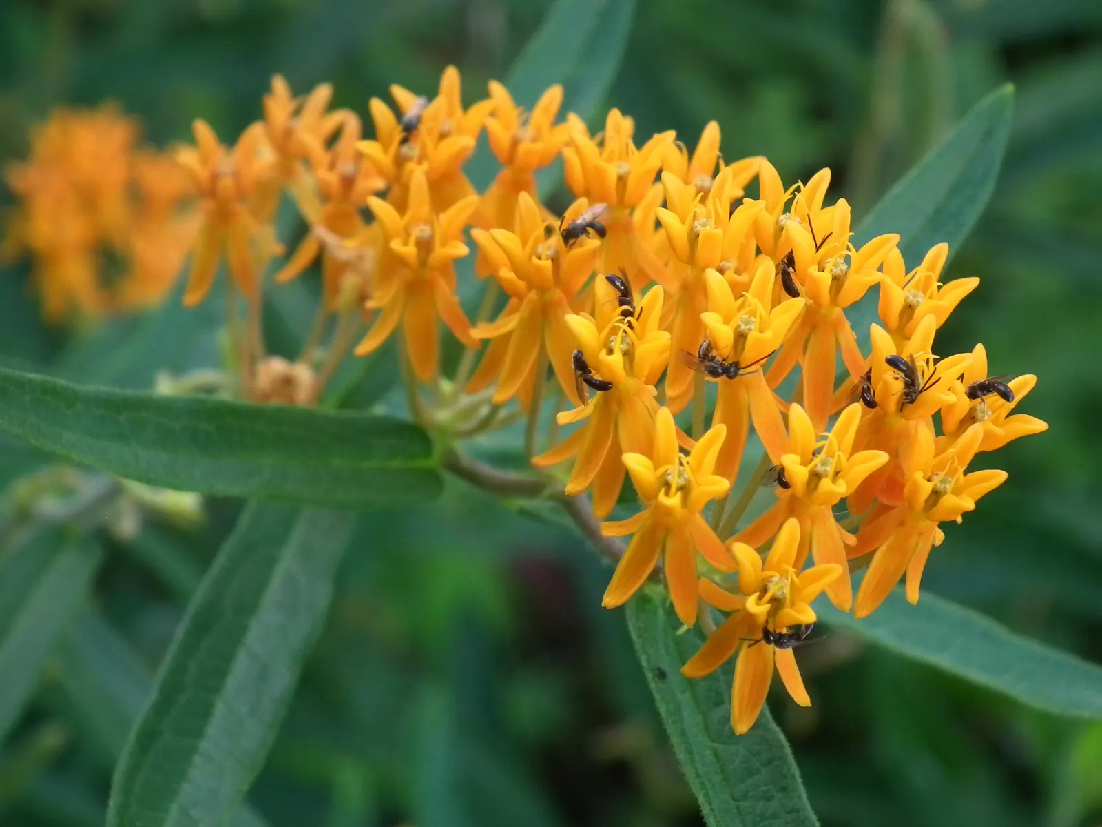 Butterfly Weed (Asclepias Tuberosa) — orange to yellow flower clusters; butterfly Weed (Asclepias tuberosa) is a vibrant perennial native to the US, image 138