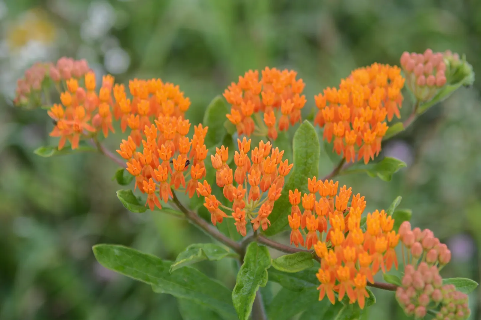 Butterfly Weed (Asclepias Tuberosa) — the Butterfly Weed forms a compact clump of erect; bright orange to yellow flowers bloom from early summer to, image 116