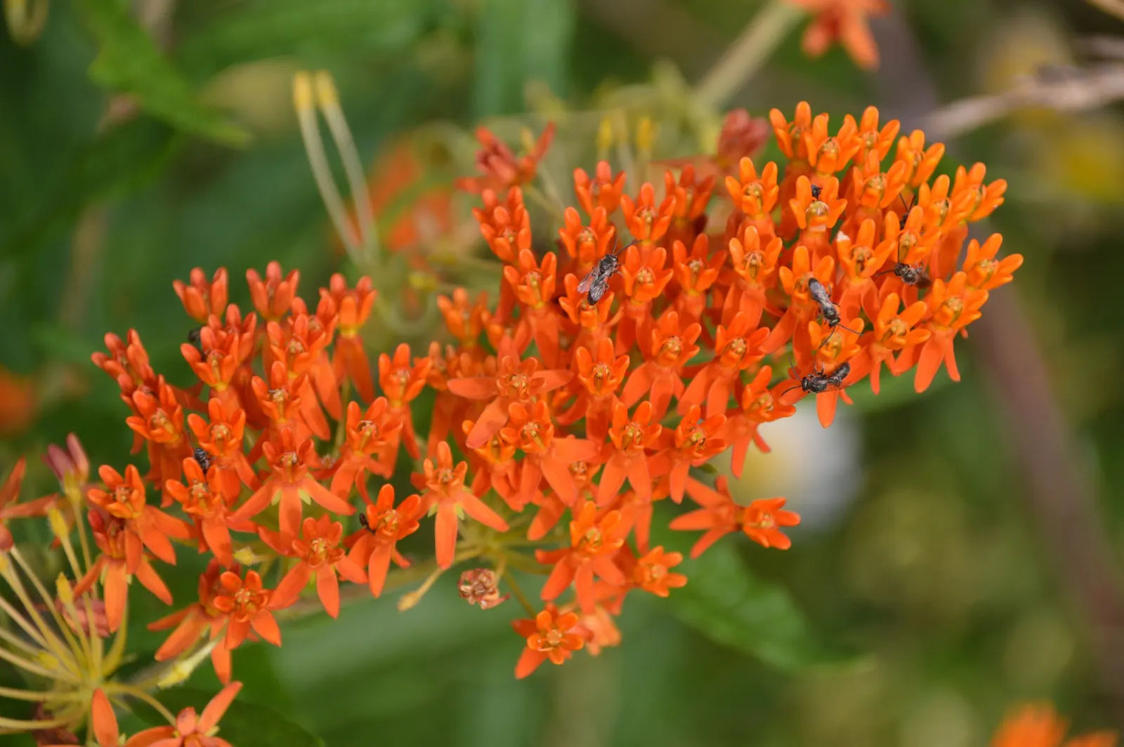 Butterfly Weed (Asclepias Tuberosa) — Bright orange to yellow flowers bloom from early summer to early fall, attracting butterflies and bees