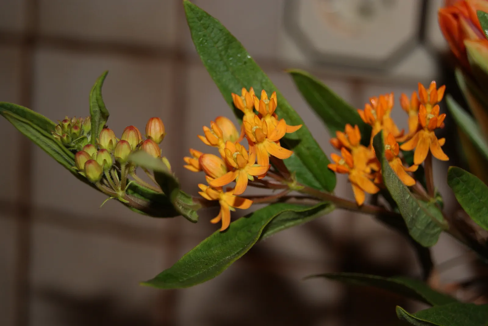 Butterfly Weed (Asclepias Tuberosa) — so placement should be considered where incidental contact is minimized