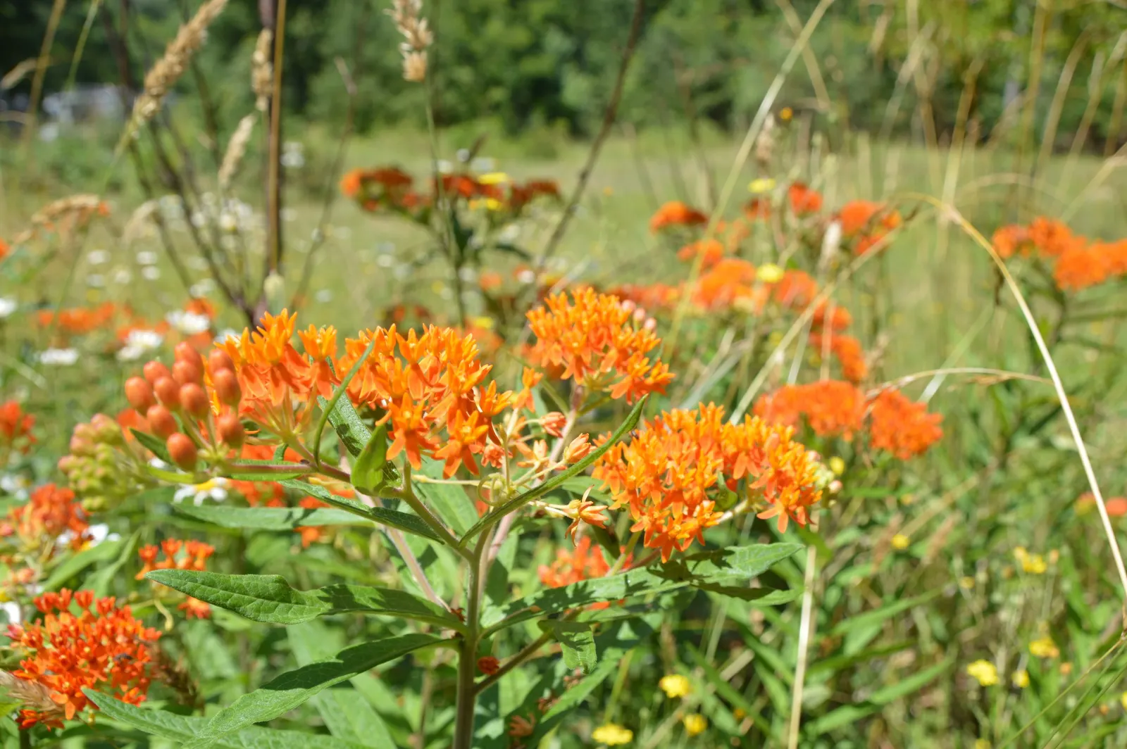 Butterfly Weed (Asclepias Tuberosa) — and its taproot system makes it tolerant of poor; ideal for borders or as a focal point in xeriscapes