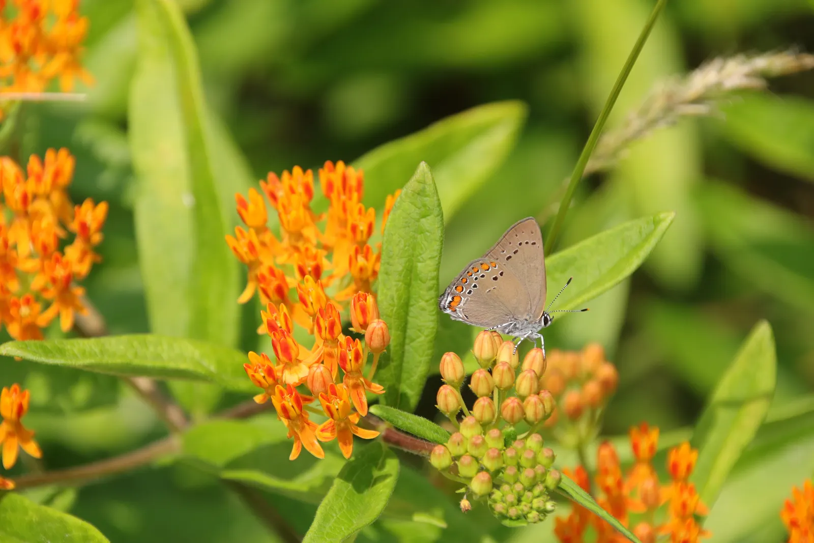 Butterfly Weed (Asclepias Tuberosa) — the plant's milk-like sap may cause skin irritation for some